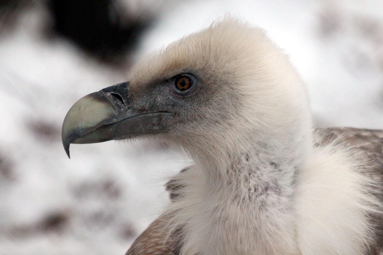 Canon EOS 650D (EOS Rebel T4i / EOS Kiss X6i) sample photo. Griffon vulture, birds, gyps photography