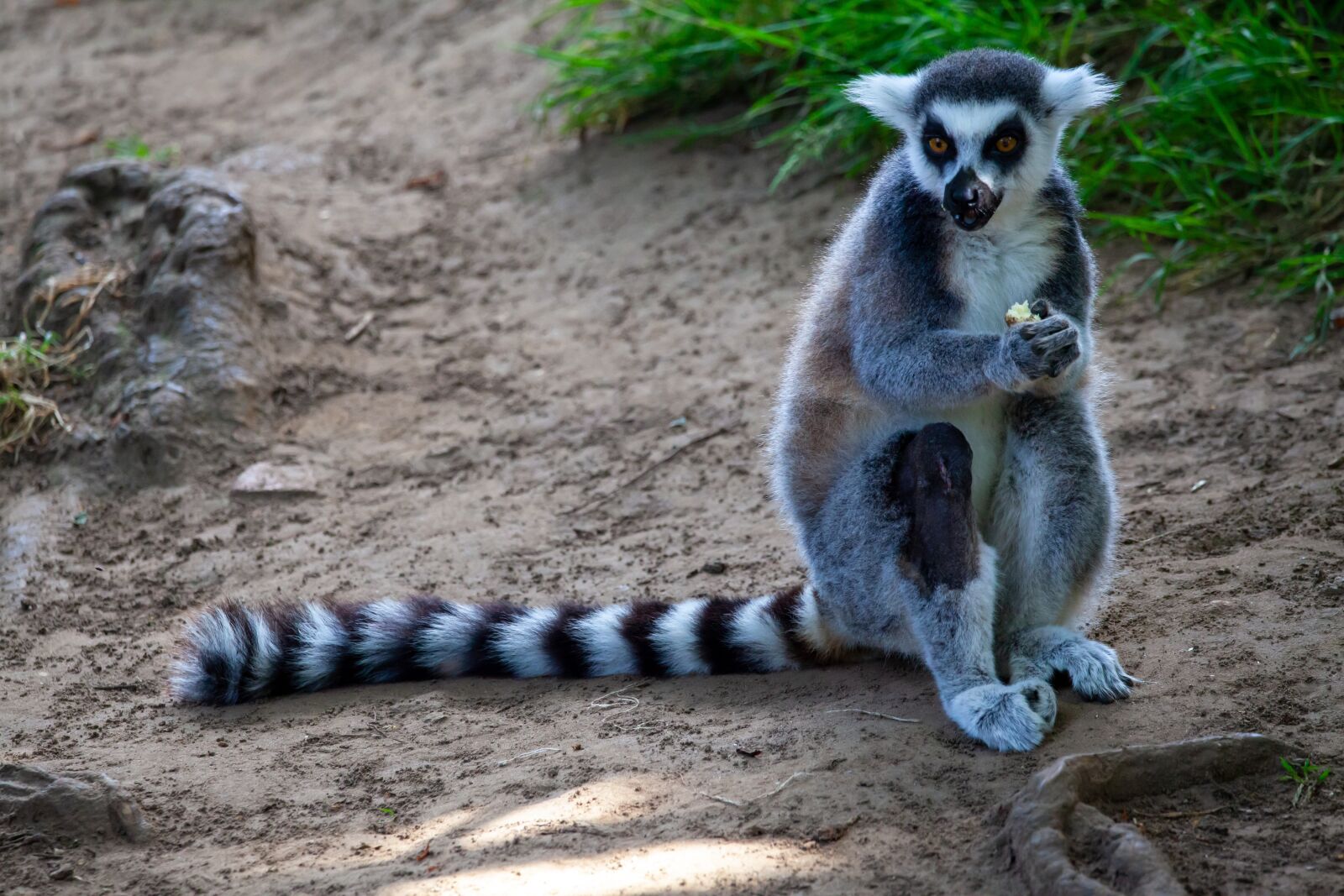 150-600mm F5-6.3 DG OS HSM | Contemporary 015 sample photo. Ring tailed lemur, black photography