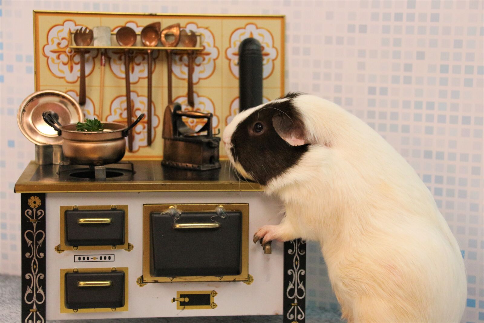 Canon EOS 700D (EOS Rebel T5i / EOS Kiss X7i) sample photo. Kitchen, budget, cook photography