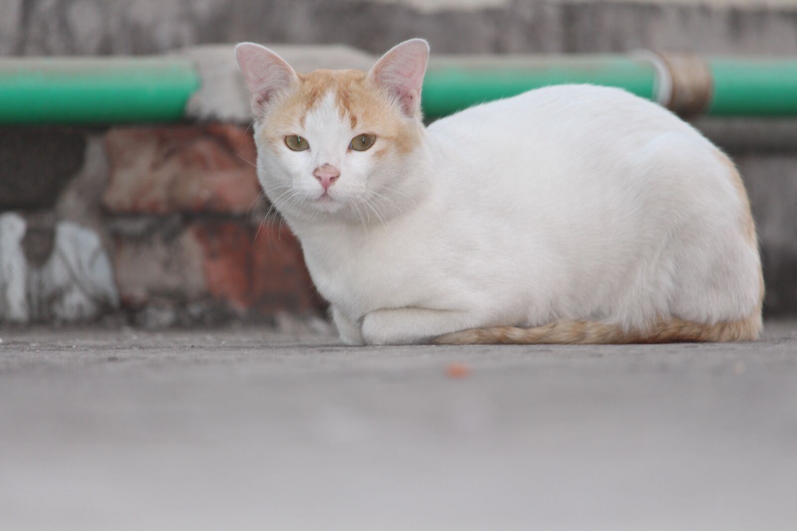 Canon EF-S 55-250mm F4-5.6 IS STM sample photo. Cat, kitten, cute photography