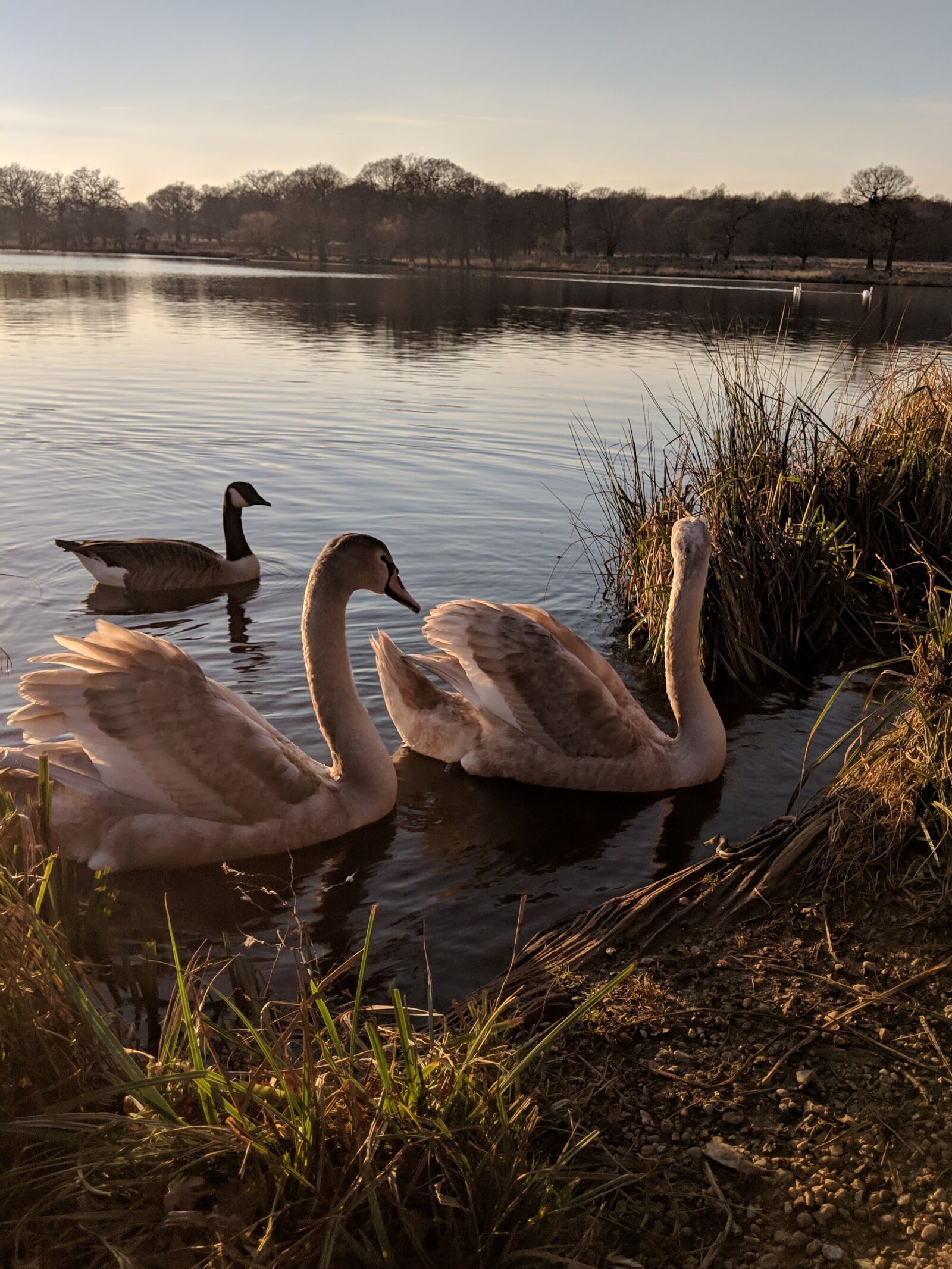 Google Pixel 2 sample photo. Swans, swan, lake photography
