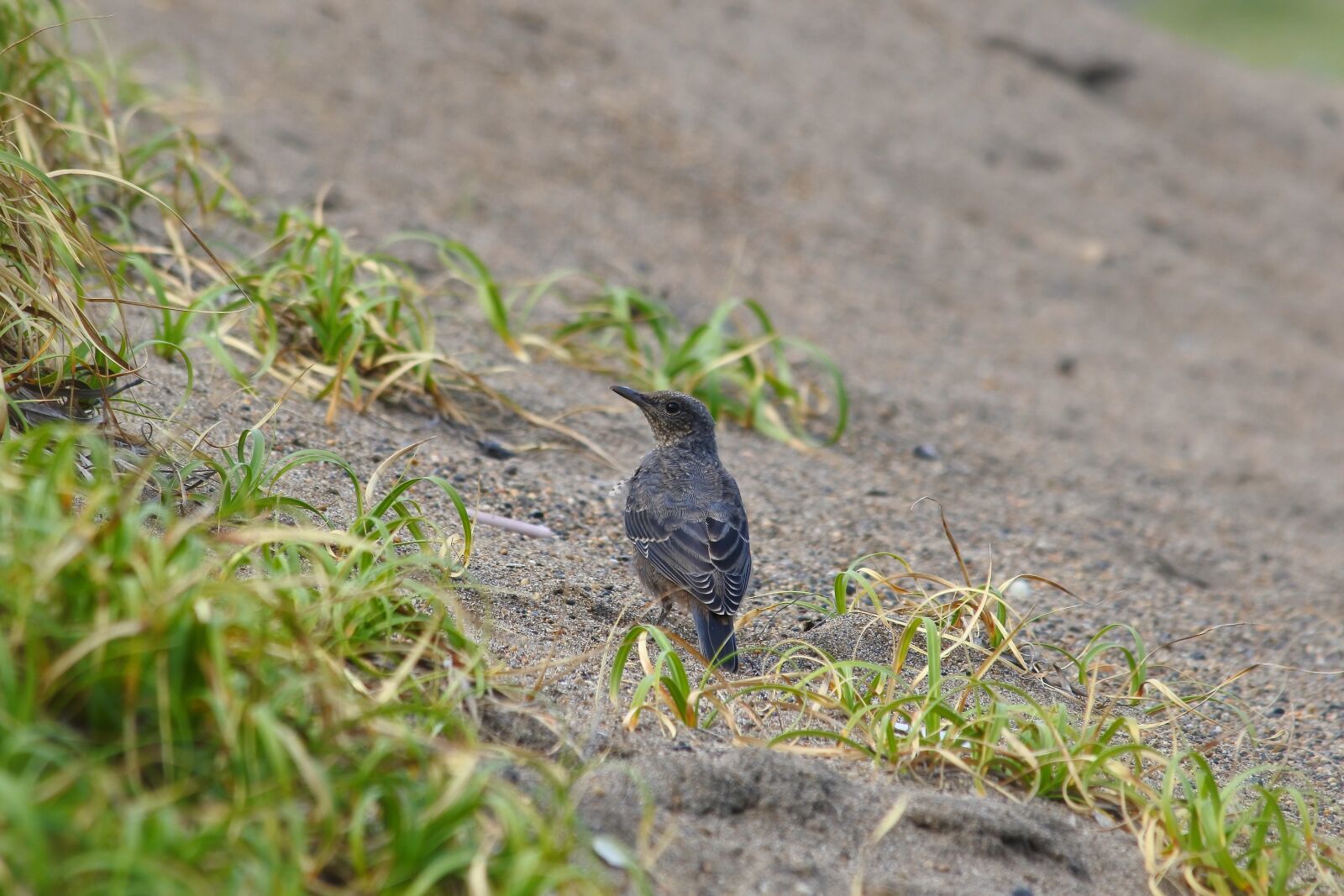 Nikon 1 J5 + VR 55-200mm f/4-5.6G sample photo. Animal, beach, little bird photography