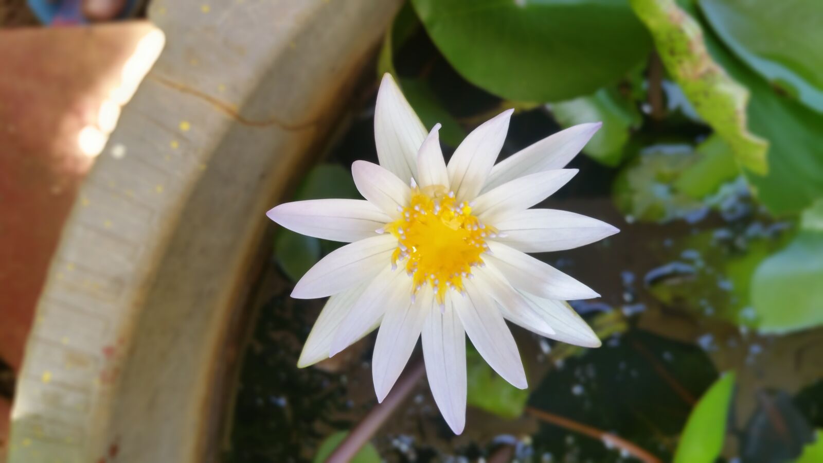 Samsung Galaxy S5 sample photo. Flowers photography