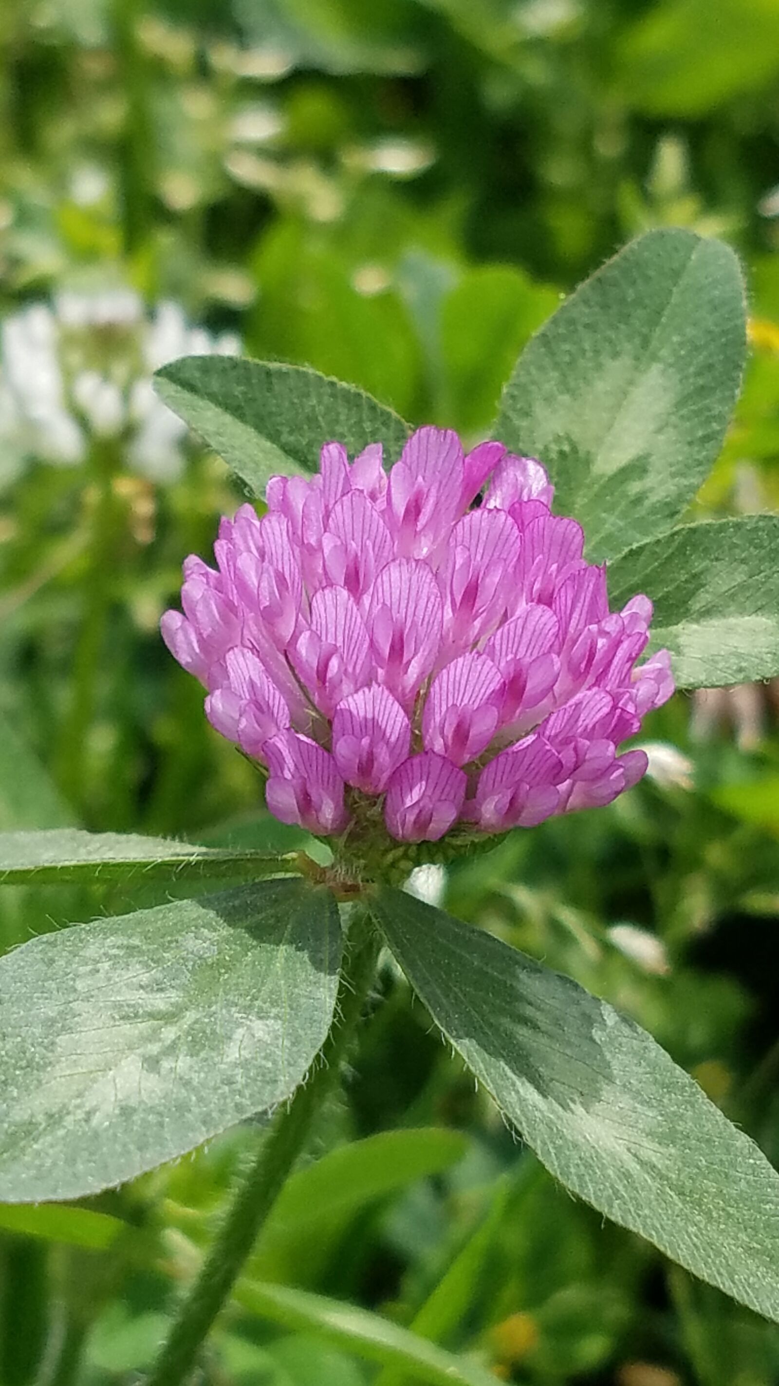 Samsung Galaxy S7 sample photo. Flower, purple, nature photography