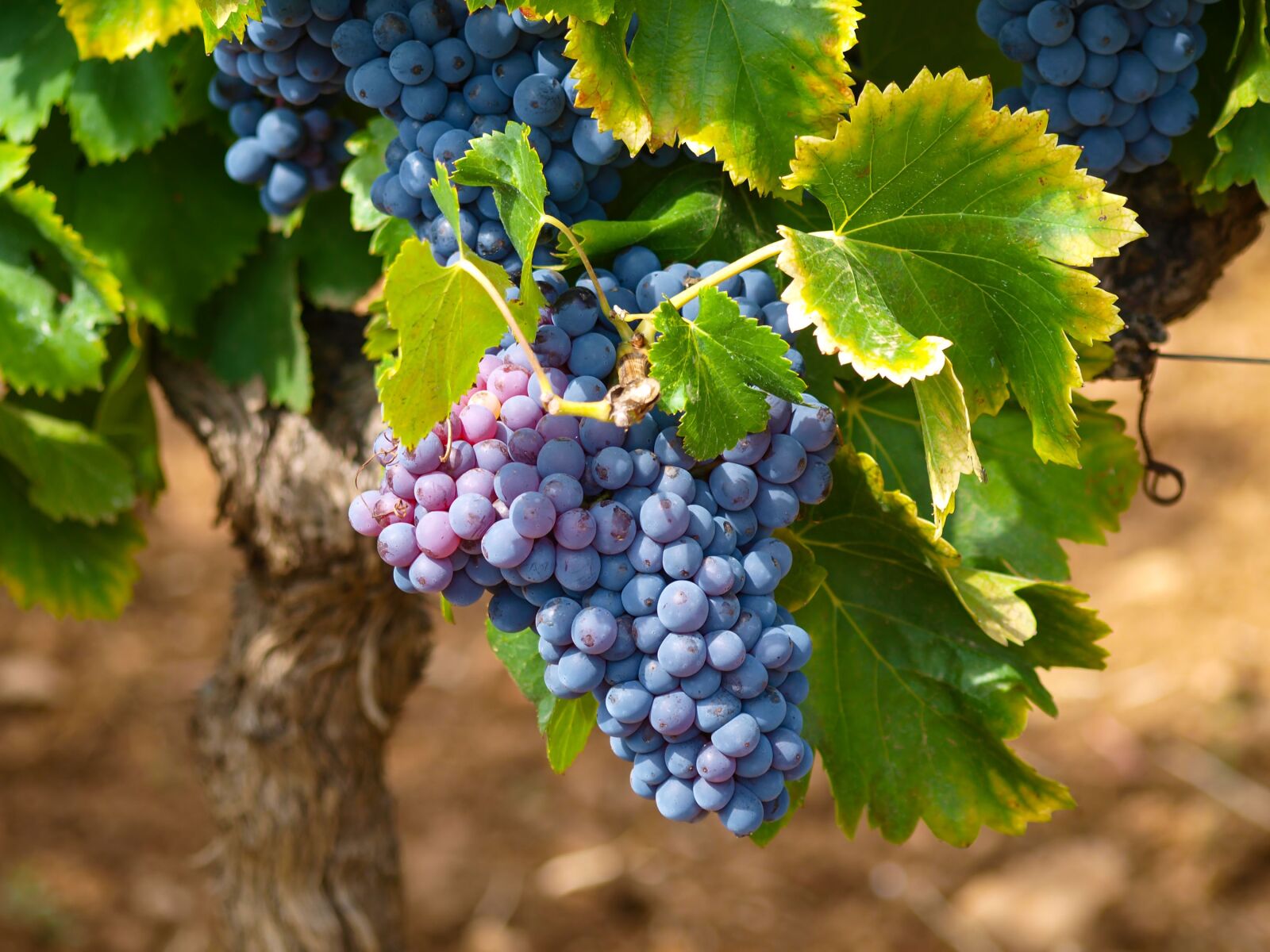 Olympus E-420 (EVOLT E-420) sample photo. Vines, vineyards, fall photography