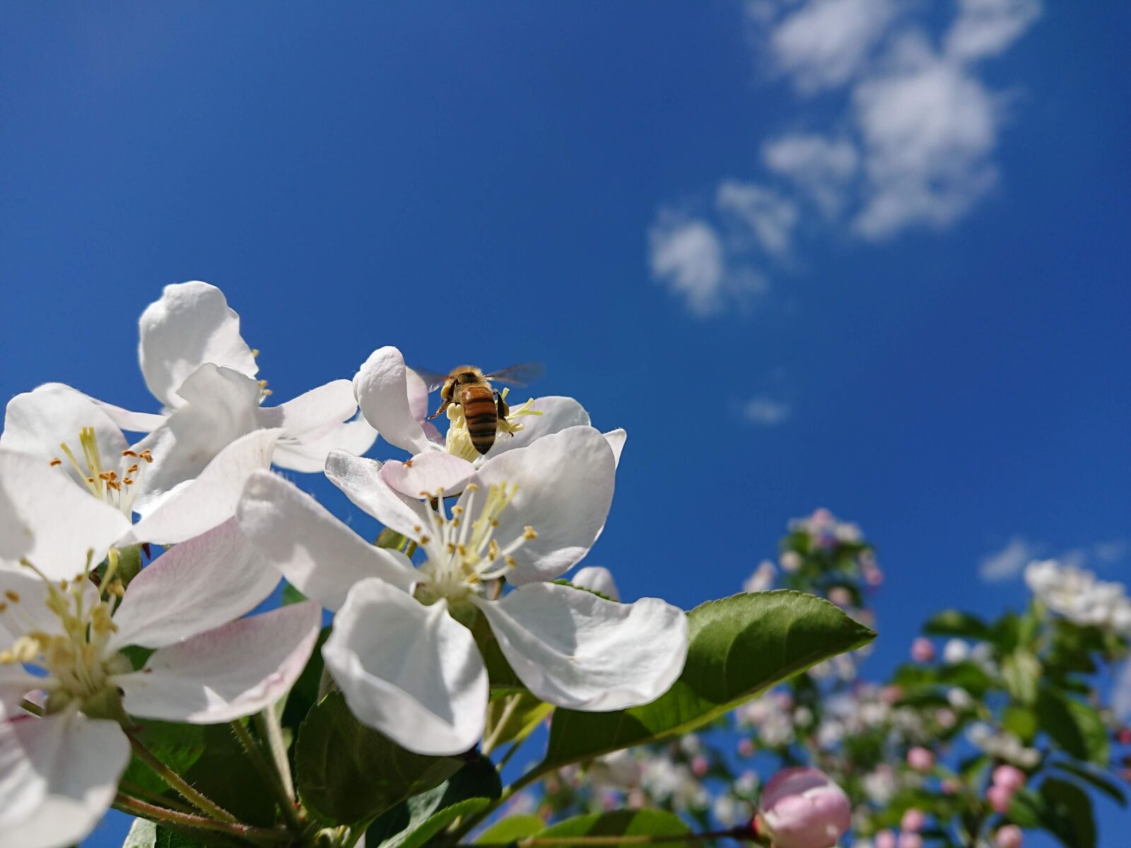 Sony Xperia XZ Premium sample photo. Bee, flowers, insect photography
