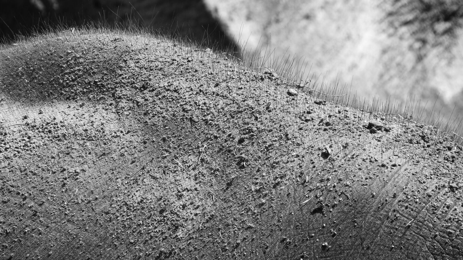 Nikon Coolpix P610 sample photo. Detail of the skin photography