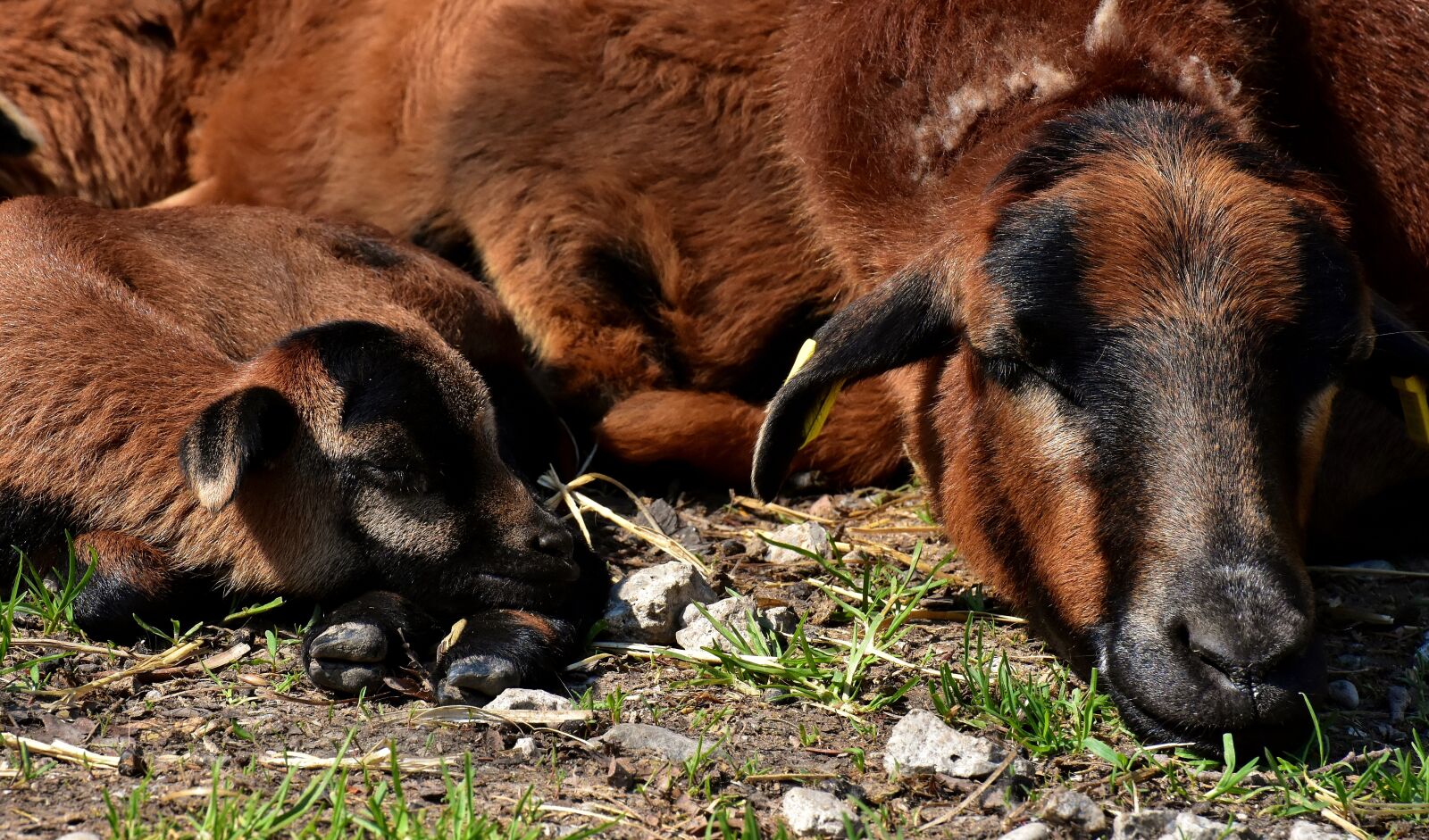 Nikon D7200 sample photo. Mama, young, sleep photography