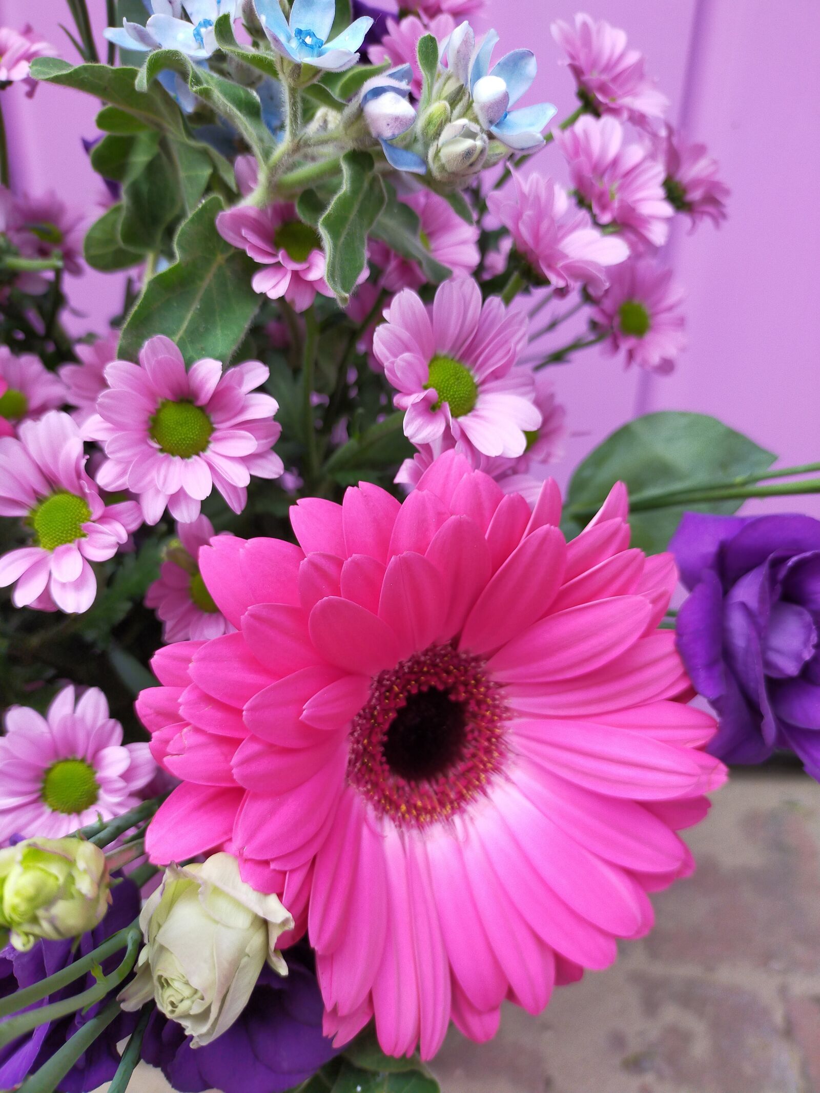 OPPO A9 2020 sample photo. Pink, flowers, gerbera photography