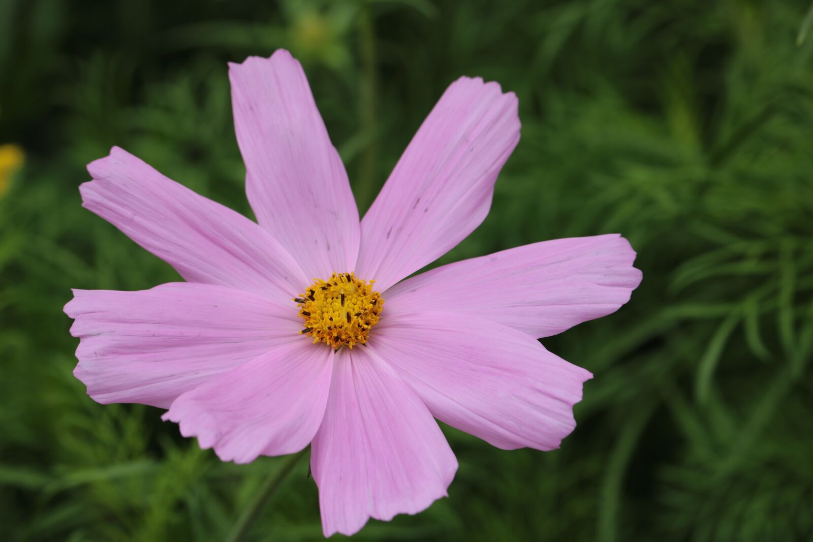 Canon EOS 760D (EOS Rebel T6s / EOS 8000D) sample photo. Pink, flower, pink flowers photography