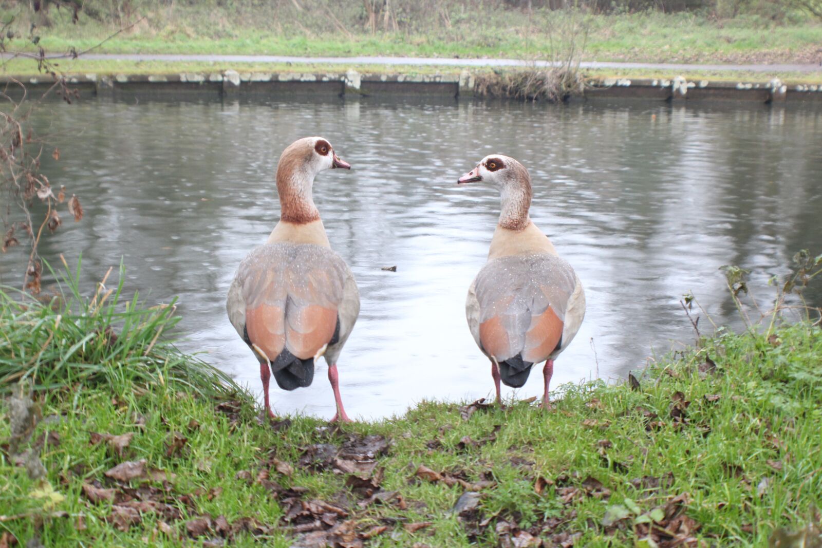 Canon EOS 600D (Rebel EOS T3i / EOS Kiss X5) sample photo. Nature, birds, river photography