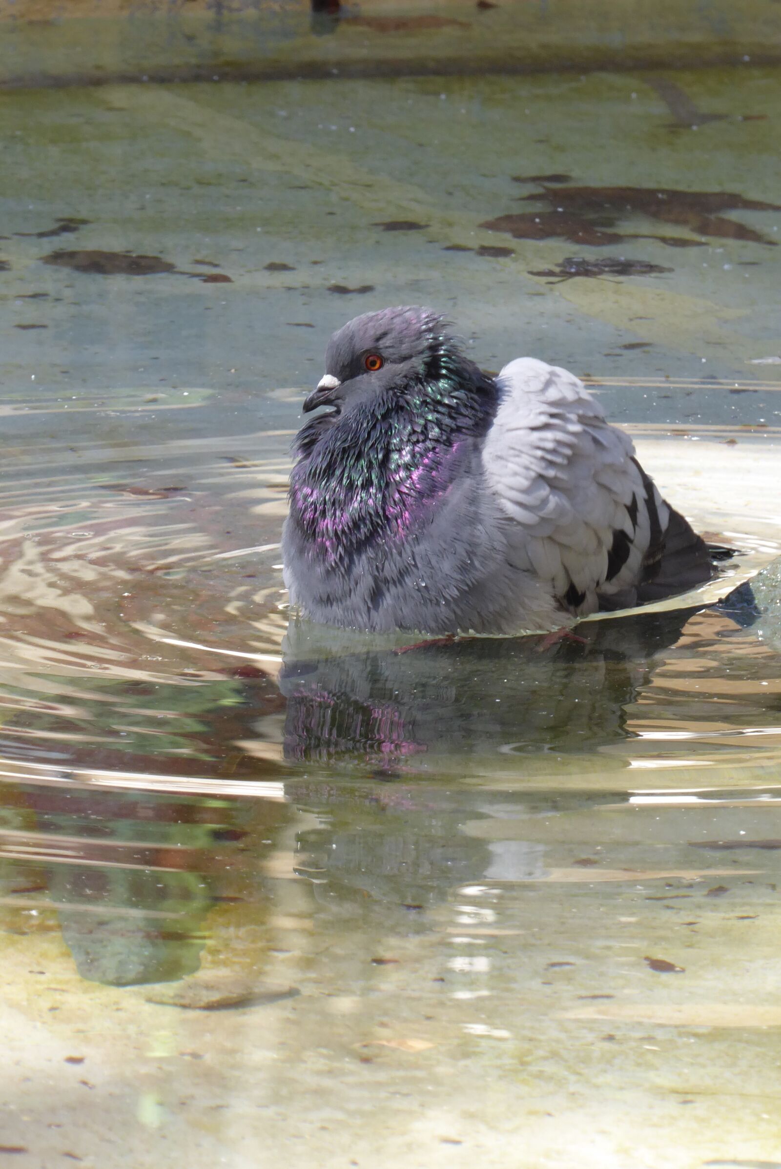 Panasonic Lumix DMC-ZS50 (Lumix DMC-TZ70) sample photo. Pigeon, water, bath photography