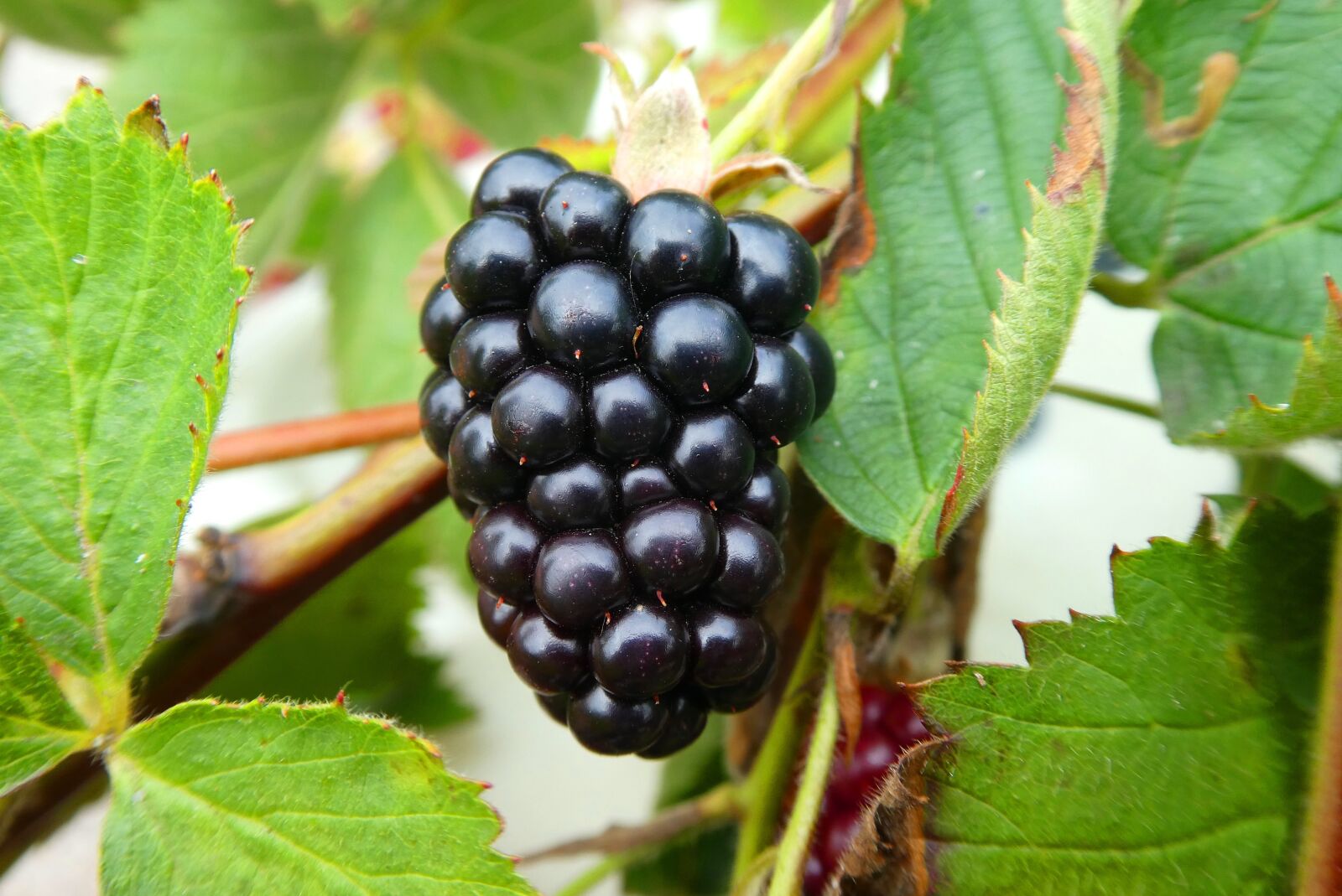 Panasonic Lumix DC-ZS70 (Lumix DC-TZ90) sample photo. Burr, blackberries, fruits photography
