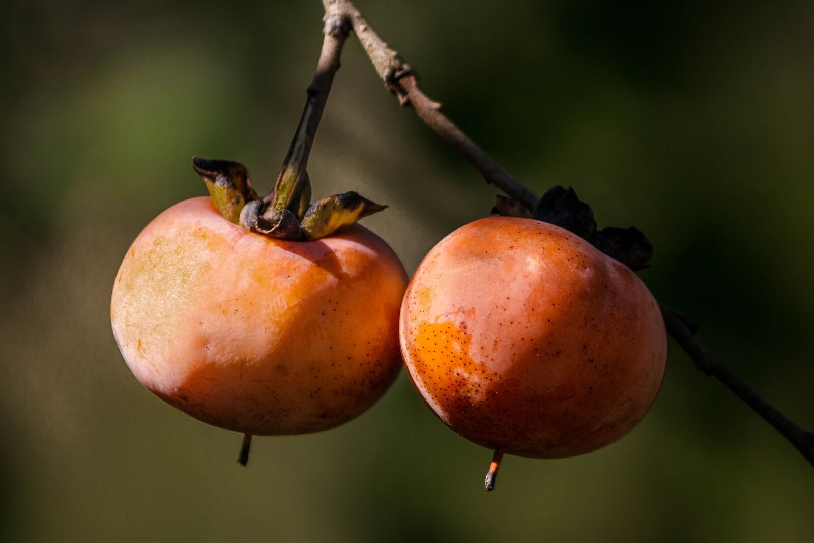 Canon EOS 600D (Rebel EOS T3i / EOS Kiss X5) sample photo. Wild persimmon, fall fruit photography