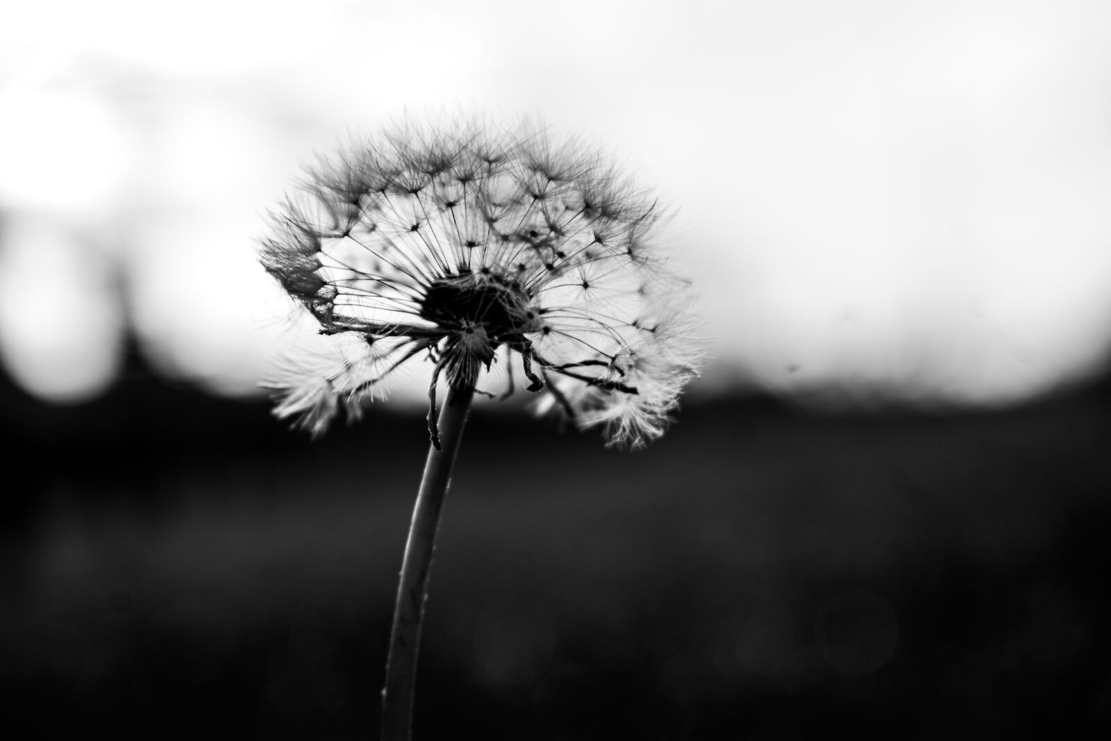 Nikon D3400 sample photo. Dandelion, black and white photography