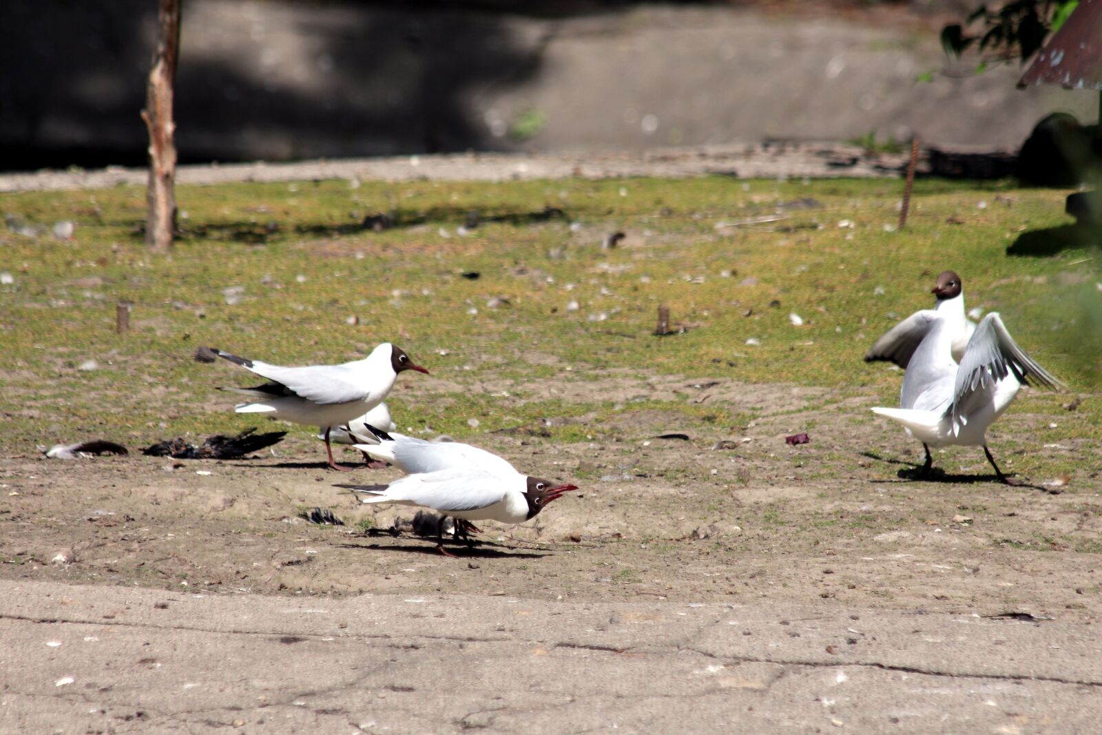 Canon EOS 650D (EOS Rebel T4i / EOS Kiss X6i) sample photo. Gulls, black-headed gulls, chroicocephalus photography
