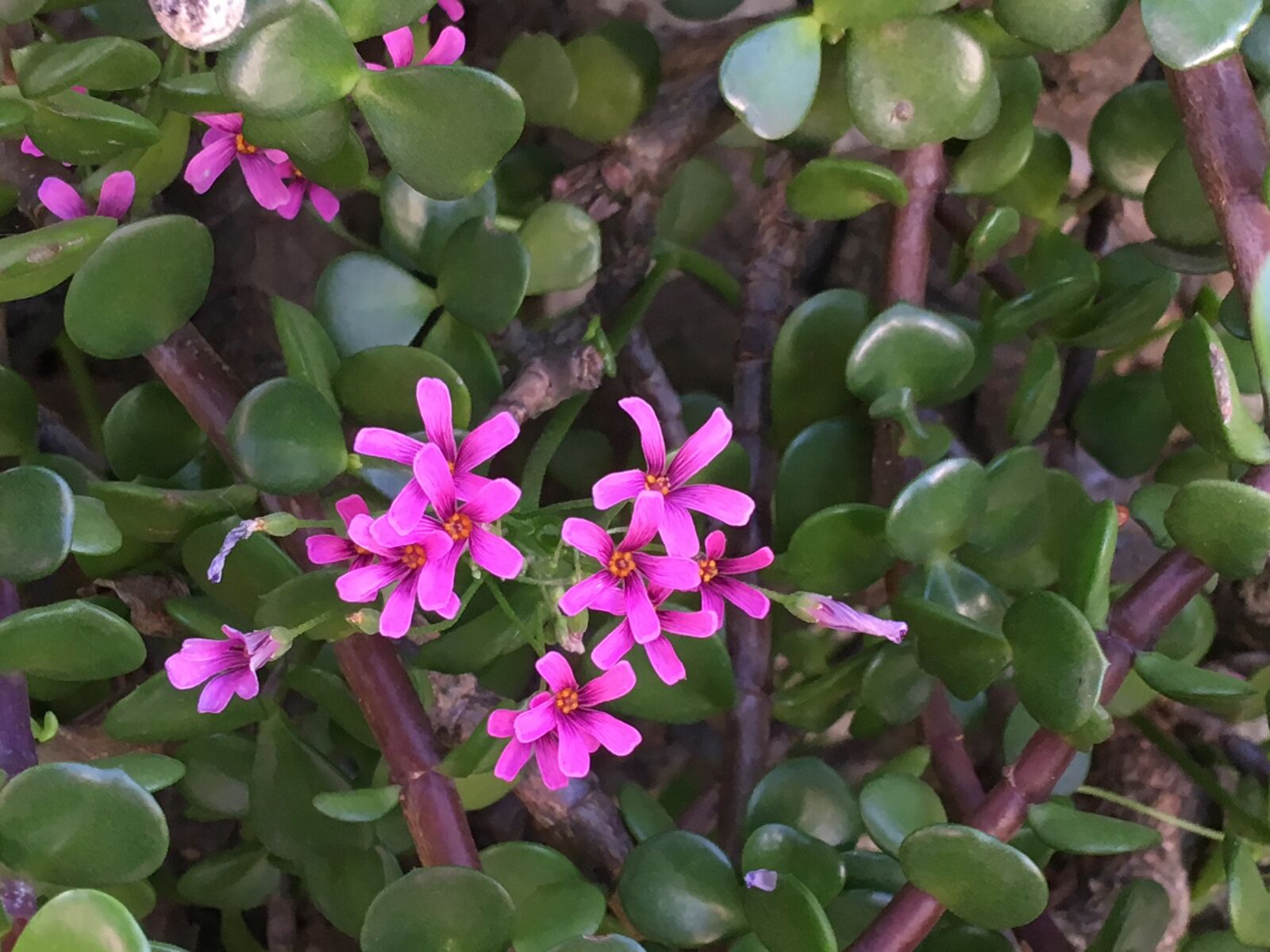 Apple iPhone 6s Plus sample photo. Wild, pink, flowers photography