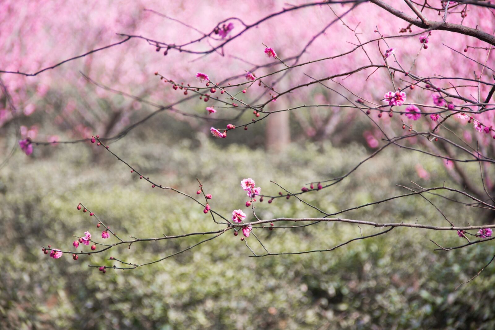 Canon EF-S 18-135mm F3.5-5.6 IS sample photo. Plum blossom, ink, china photography