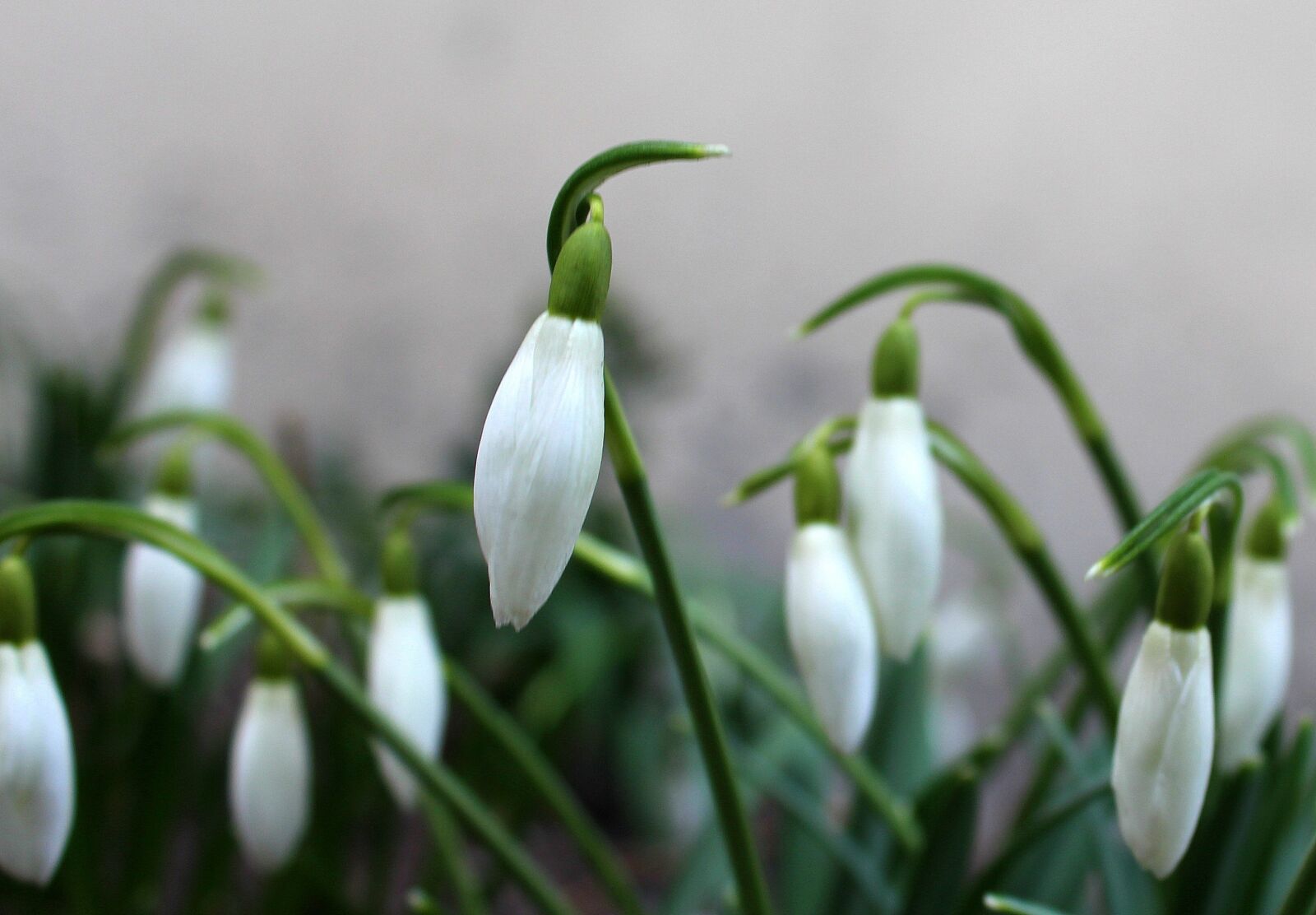 Canon EOS 1200D (EOS Rebel T5 / EOS Kiss X70 / EOS Hi) sample photo. Snowdrops, nature, plant photography