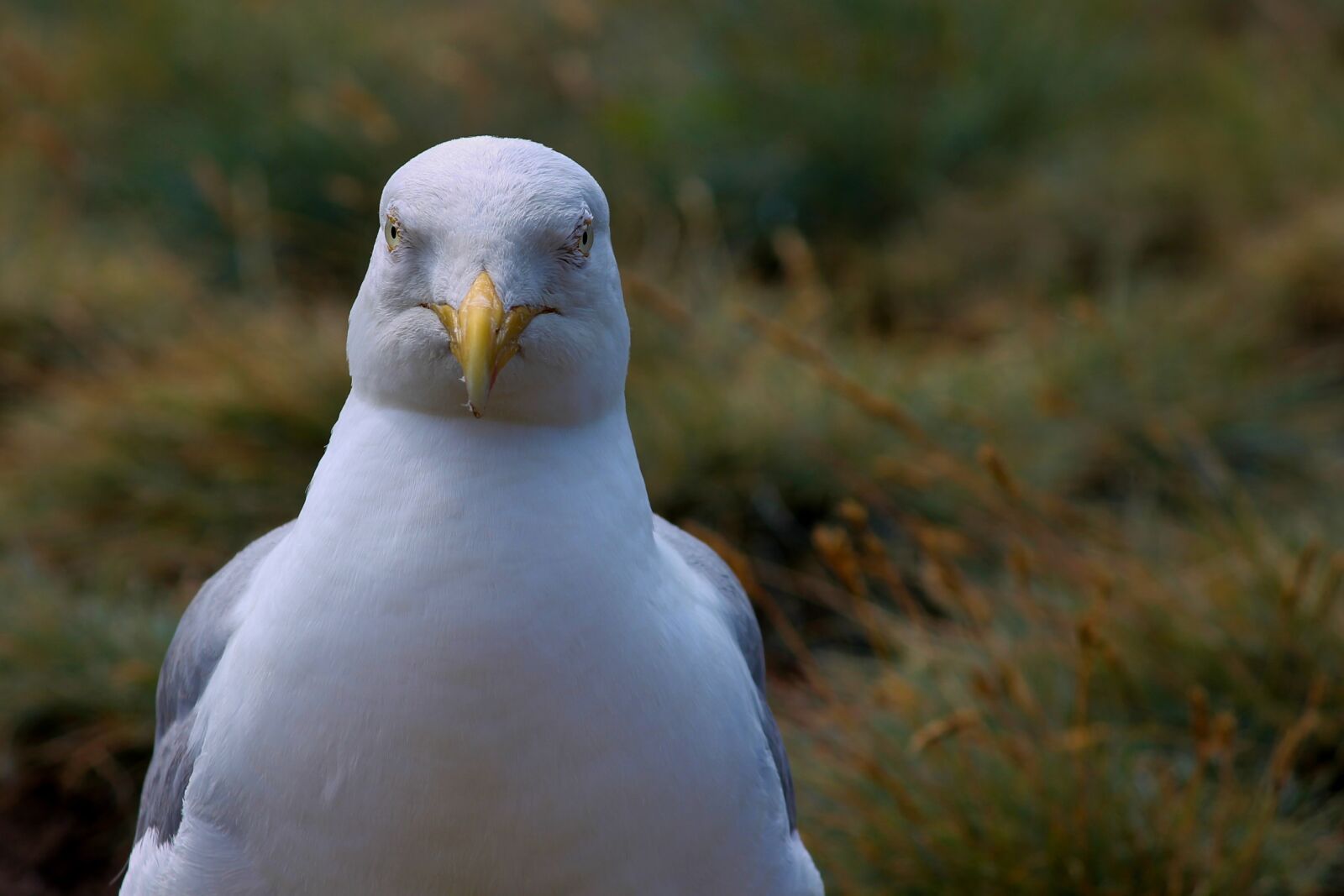 Canon EOS 1100D (EOS Rebel T3 / EOS Kiss X50) sample photo. Seagull, close up, view photography