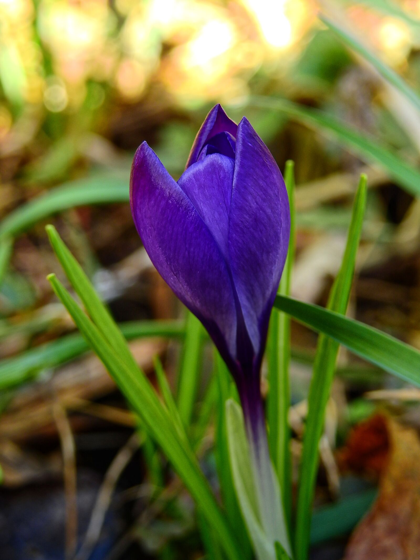 Nikon Coolpix P900 sample photo. Crocus, flower, blossom photography