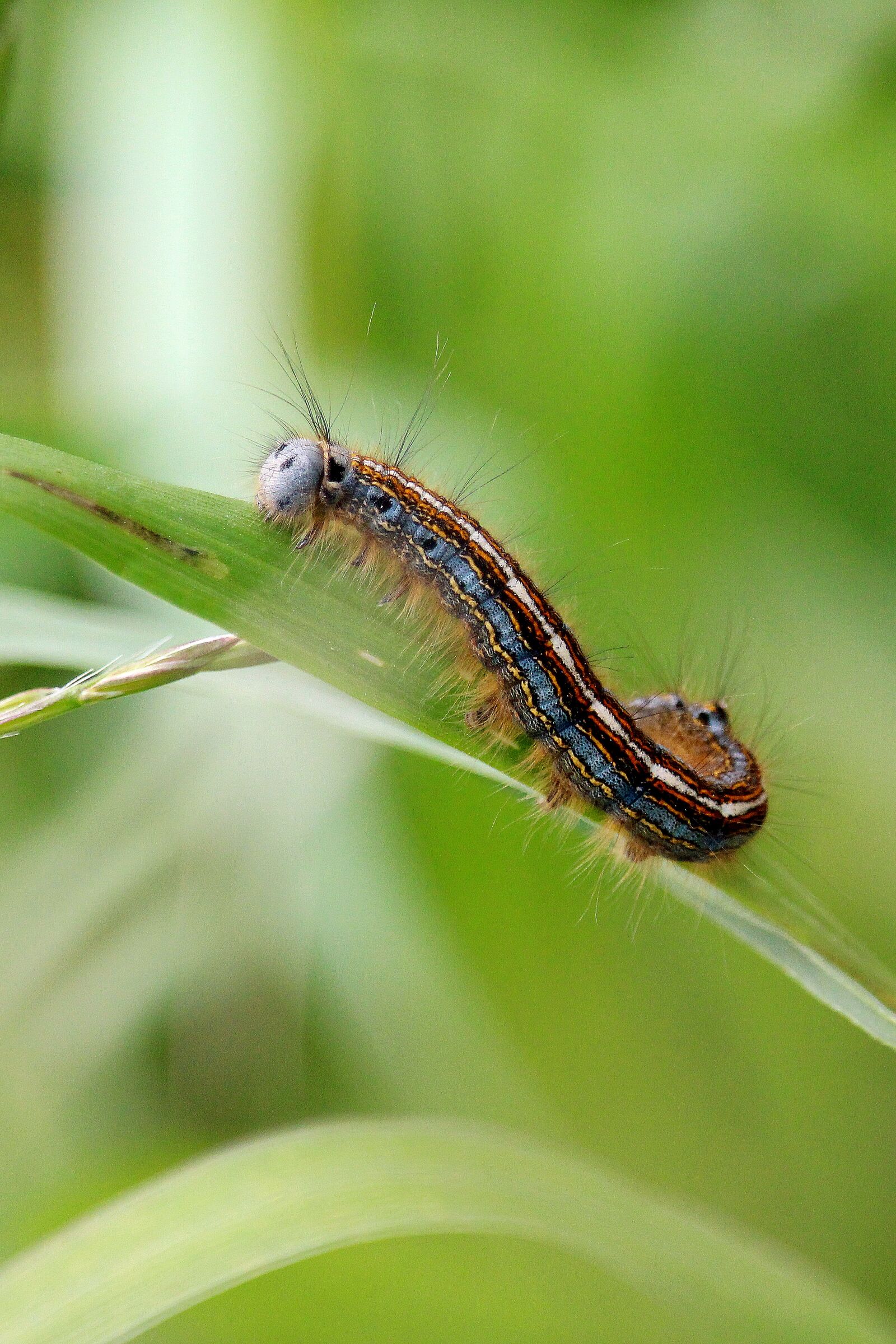 Canon EF-S 55-250mm F4-5.6 IS STM sample photo. Caterpillar, colorful, field photography