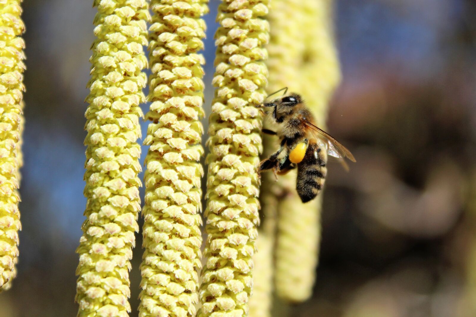 Canon EOS 1200D (EOS Rebel T5 / EOS Kiss X70 / EOS Hi) sample photo. Bee, flowering hazel, macro photography