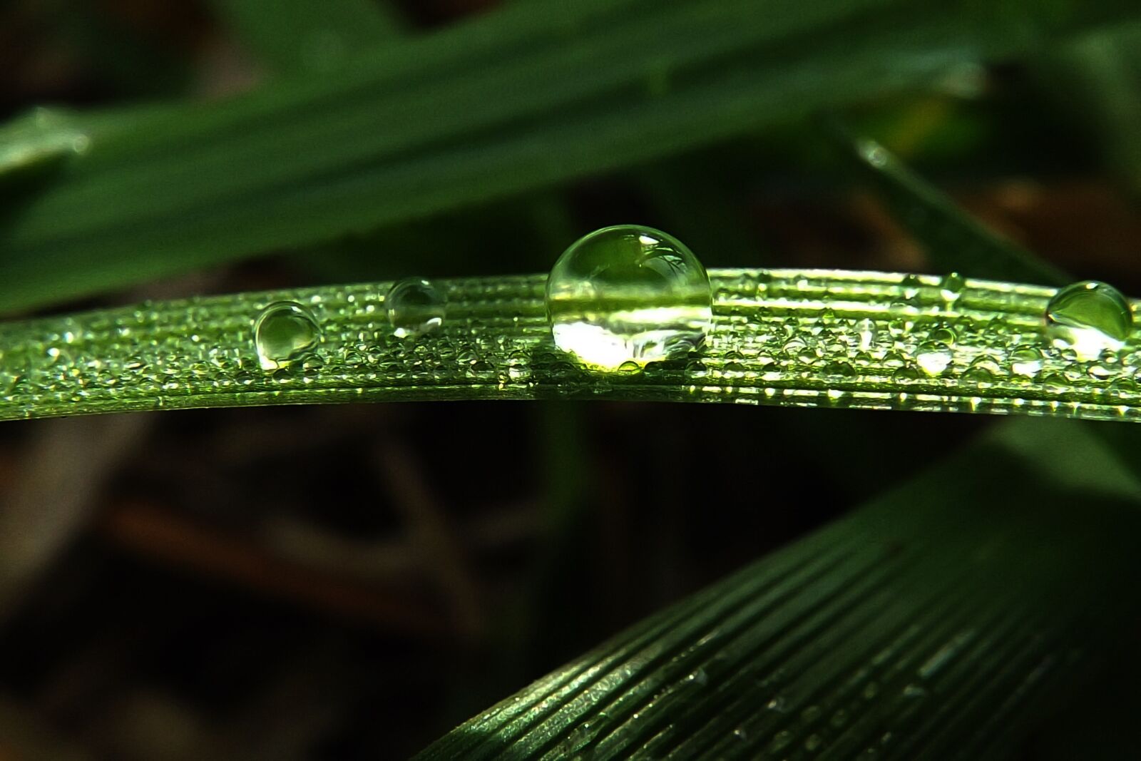 Fujifilm FinePix S4200 sample photo. Grass, dew-drop, nature photography