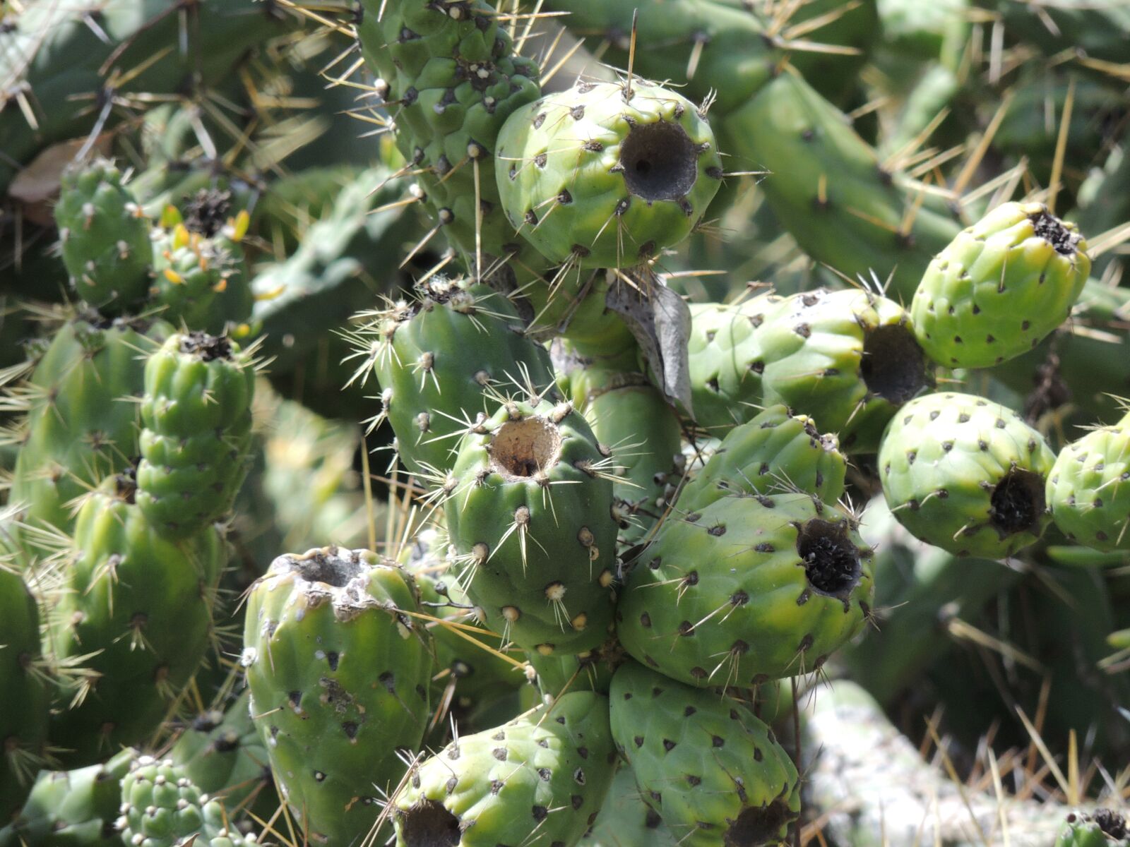 Nikon Coolpix P510 sample photo. Cactus, unique, openings photography