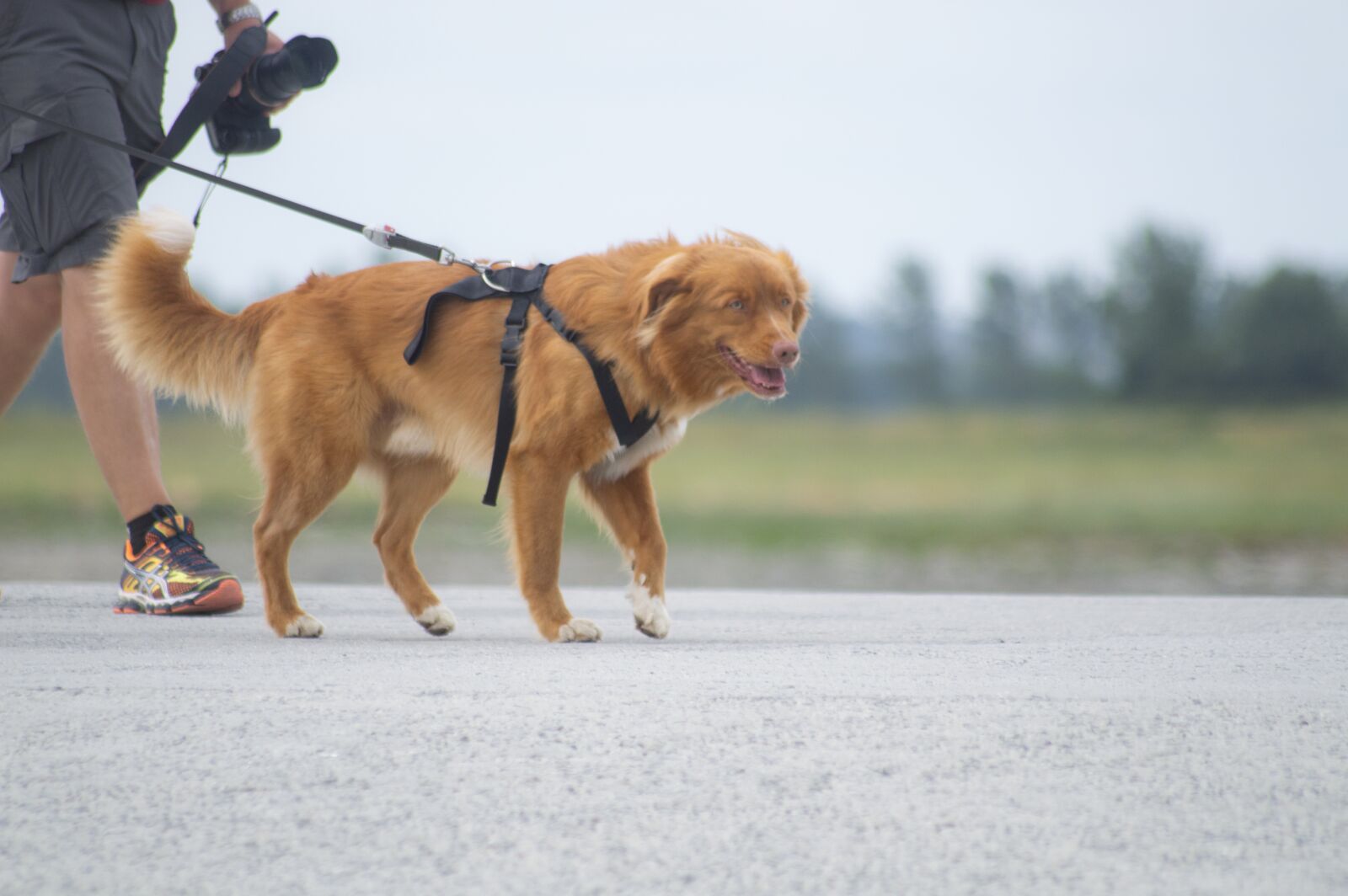 Nikon D3200 sample photo. Dog, summer, france photography