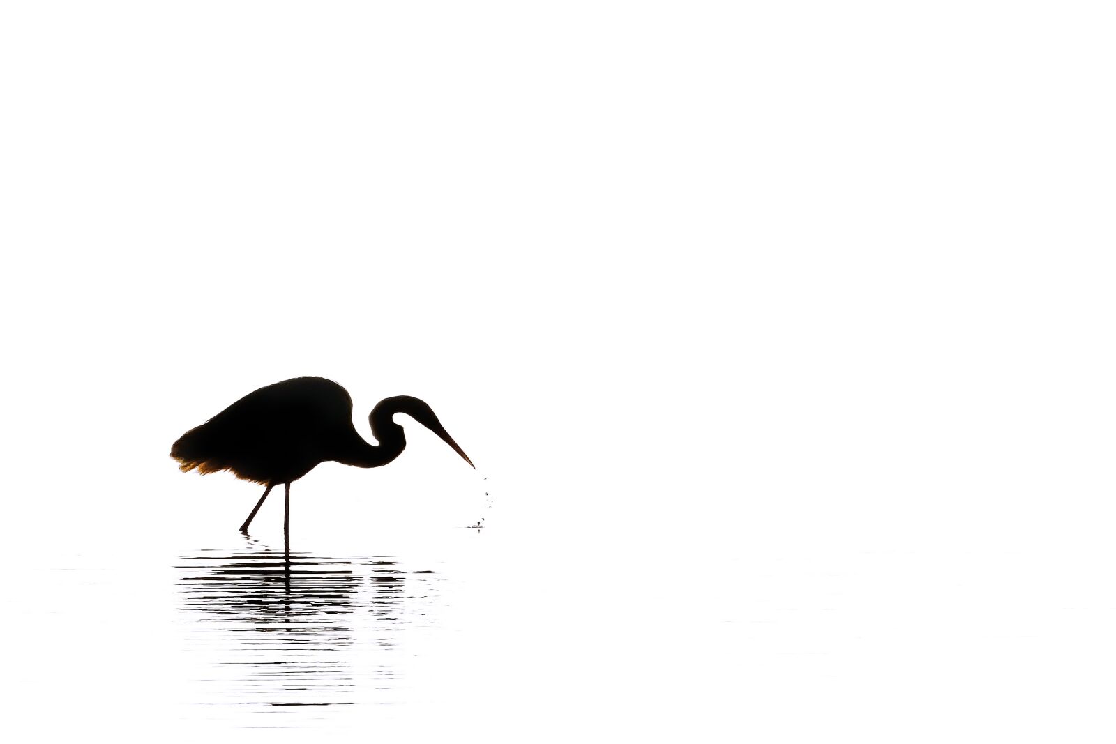 Canon EOS 50D sample photo. Egret, silhouette, black white photography