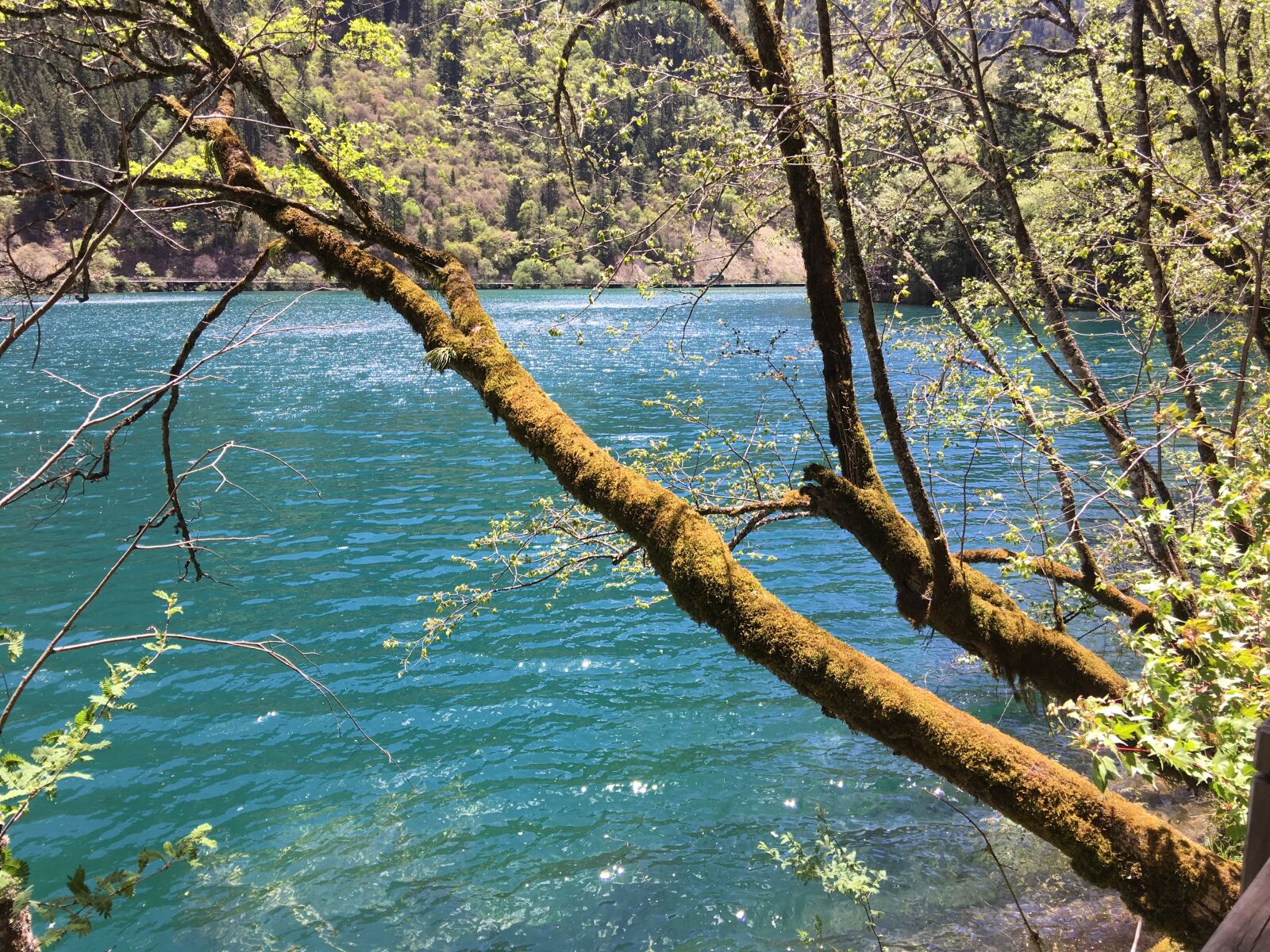 Apple iPhone 6s Plus sample photo. Jiuzhaigou, sub-sea, summer photography