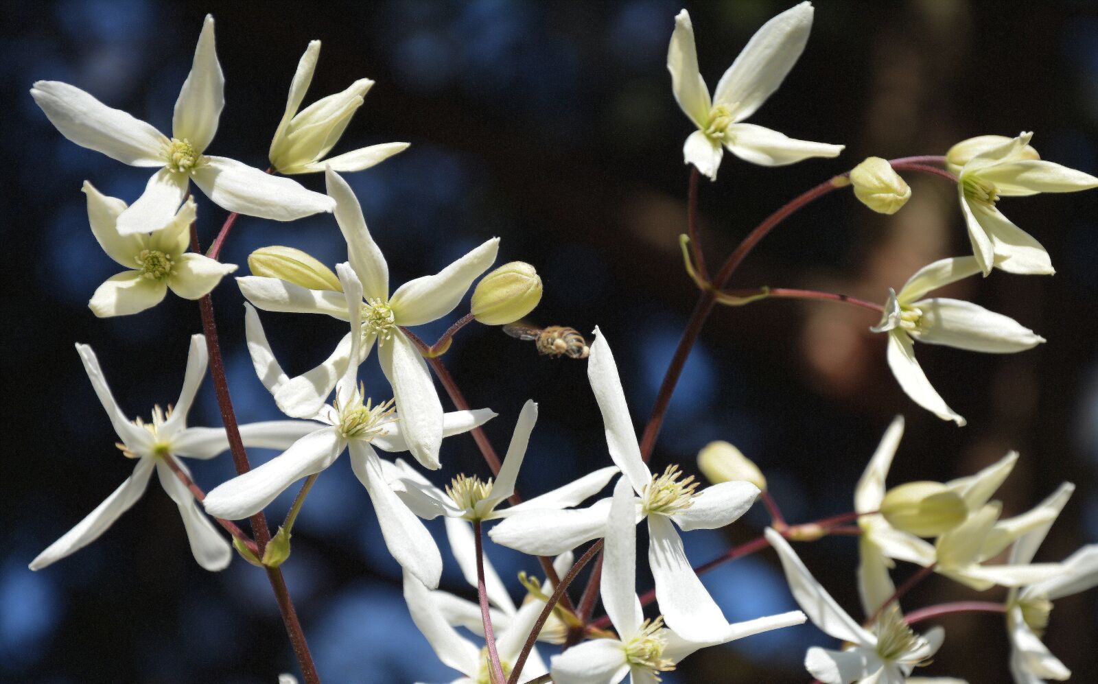 Nikon D5200 sample photo. Blossom, bloom, clematis flower photography