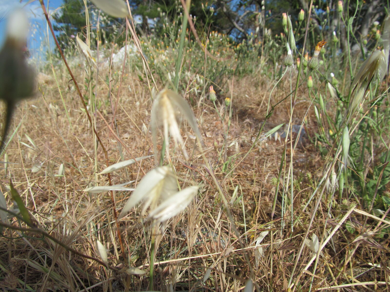 Canon PowerShot SX150 IS sample photo. Macro, nature photography
