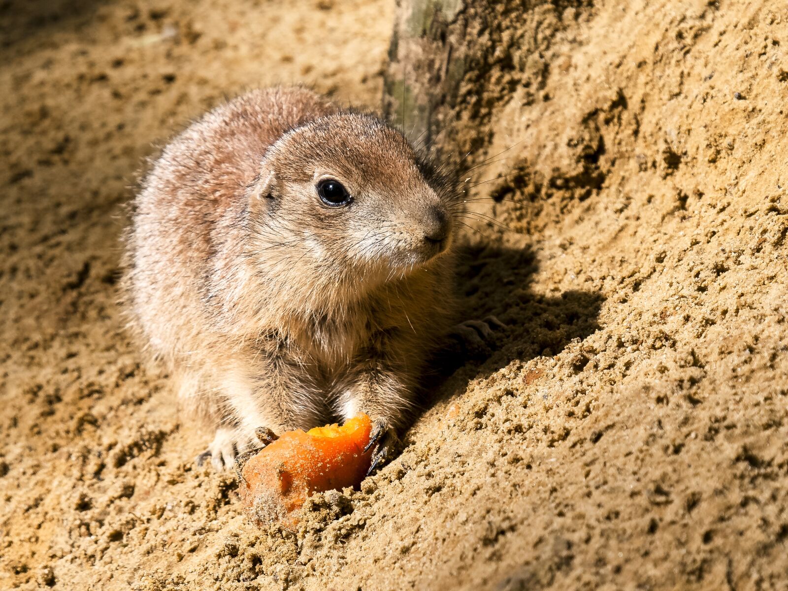 Olympus E-3 sample photo. Meerkat, animal, mammal photography