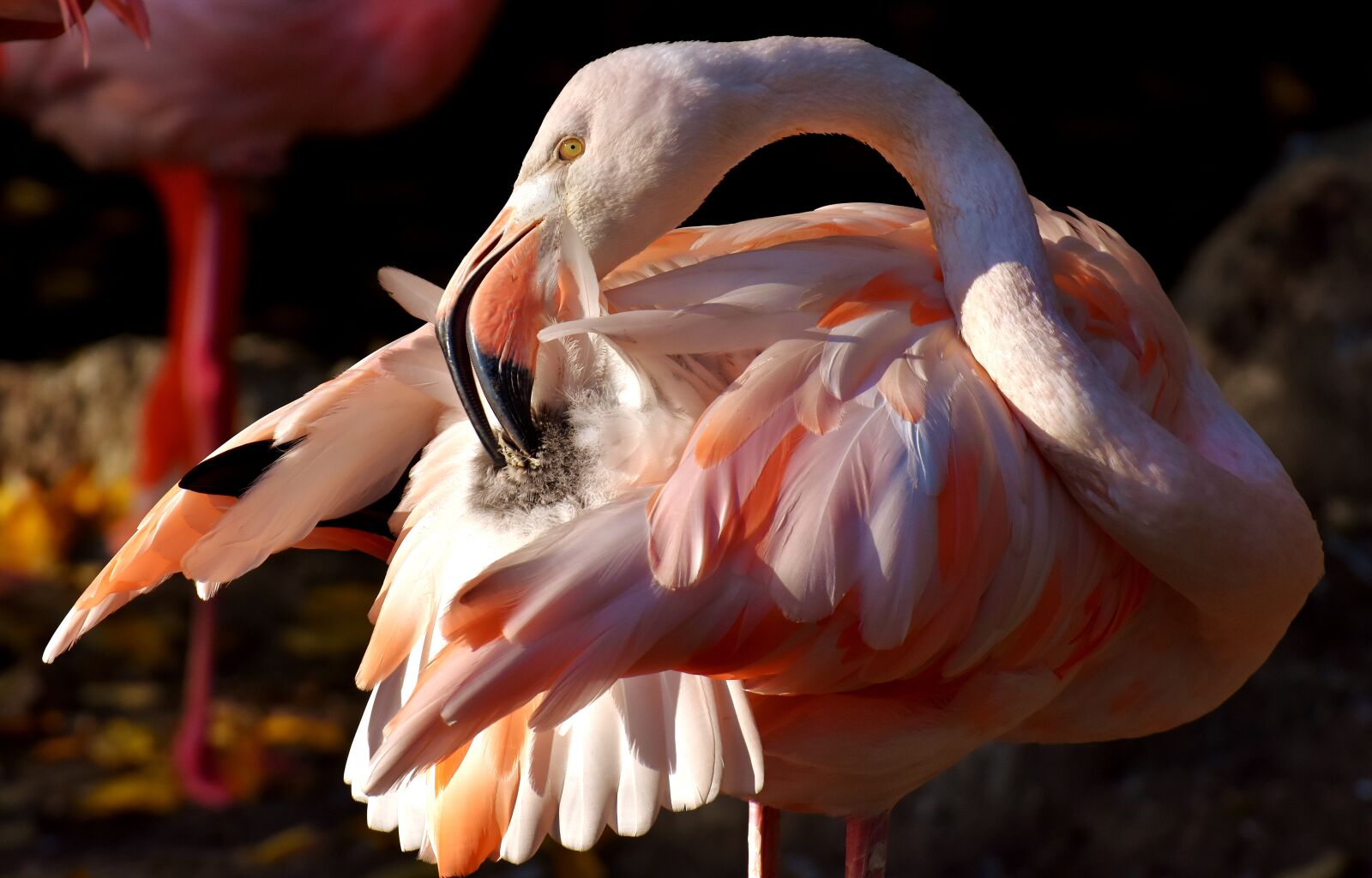Nikon D7200 sample photo. Flamingo, bird, colorful photography