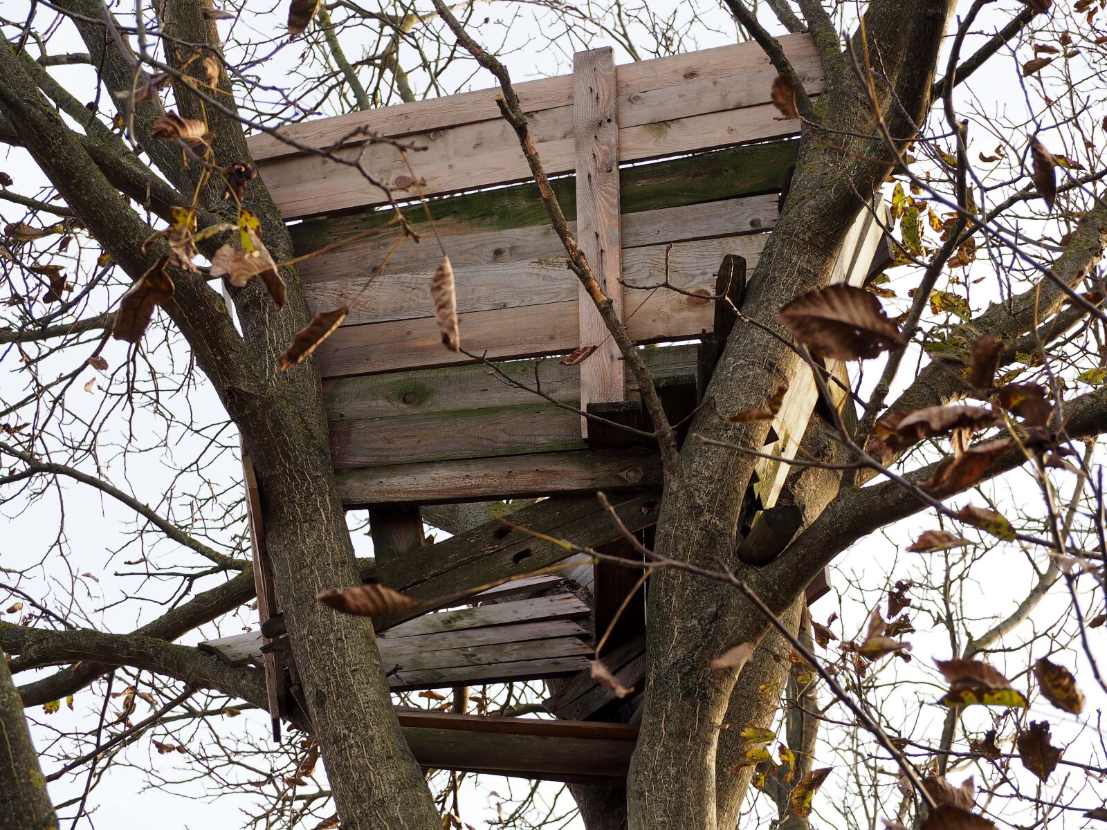 Olympus OM-D E-M10 sample photo. Treehouse, weathered, wood photography
