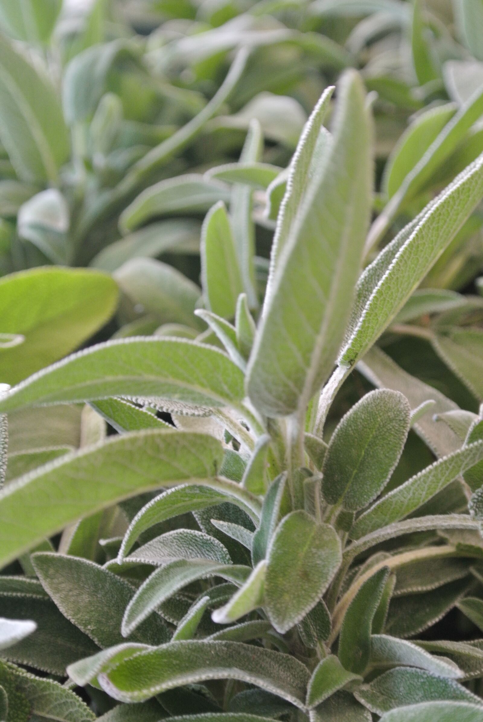 Nikon 1 Nikkor VR 10-30mm F3.5-5.6 sample photo. Plant, nature, leaf photography