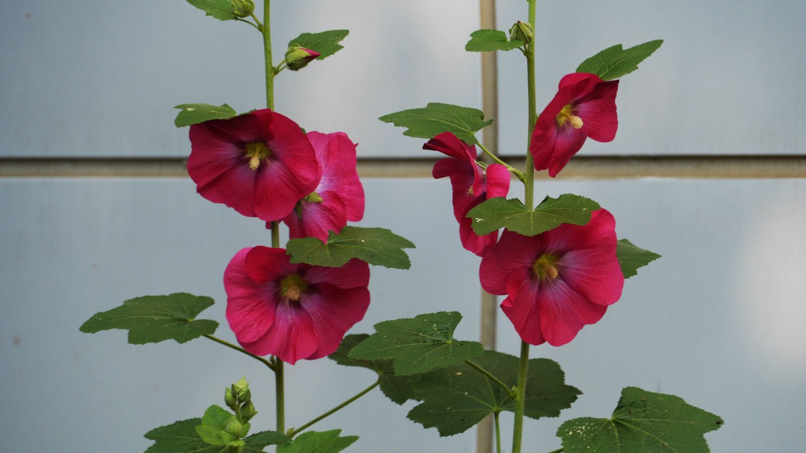 Panasonic Lumix DMC-GH3 sample photo. Hollyhock, garden, flowers photography