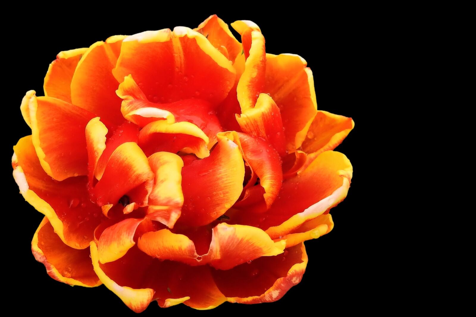 Nikon Coolpix P900 sample photo. Tulip, blossom, bloom photography