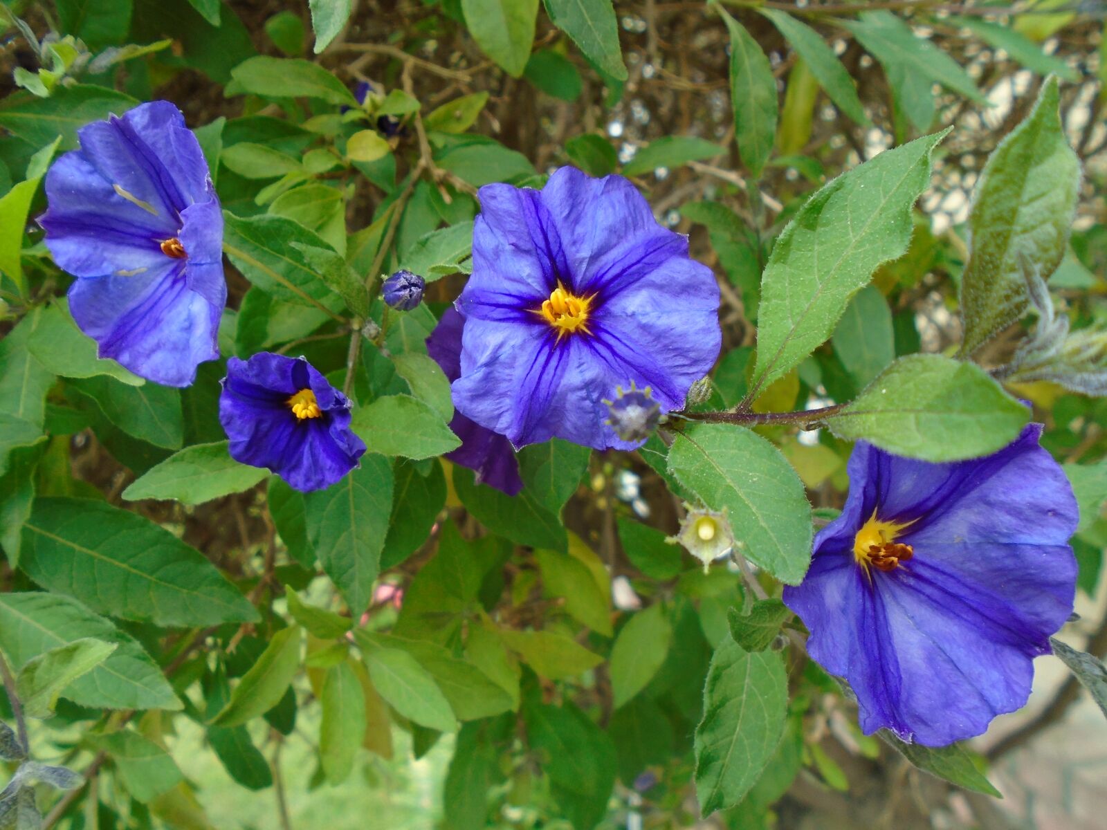 Sony Cyber-shot DSC-W800 sample photo. Flower, purple, four photography
