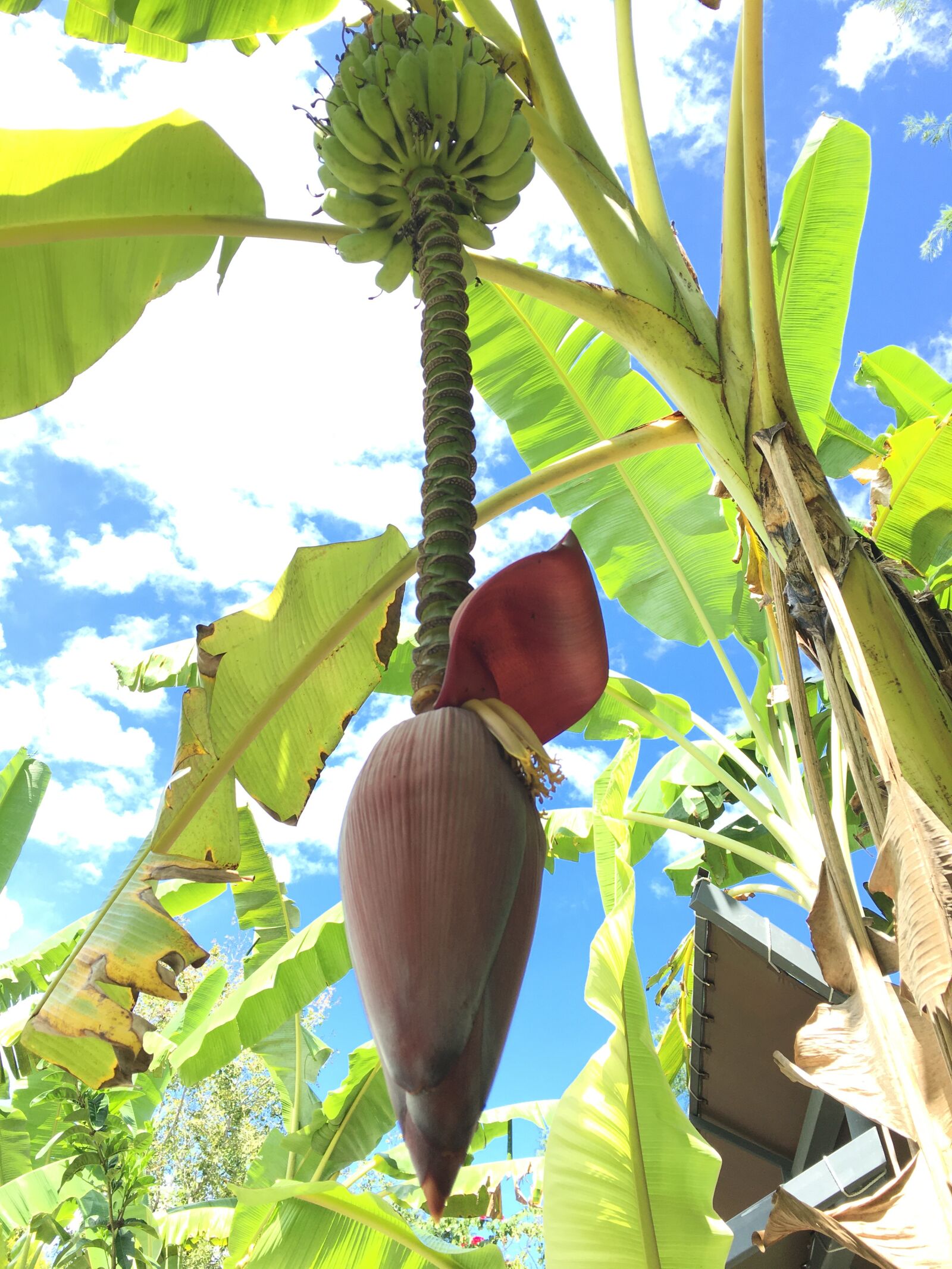 iPhone 6s Plus back camera 4.15mm f/2.2 sample photo. Banana, banana tree, fruit photography