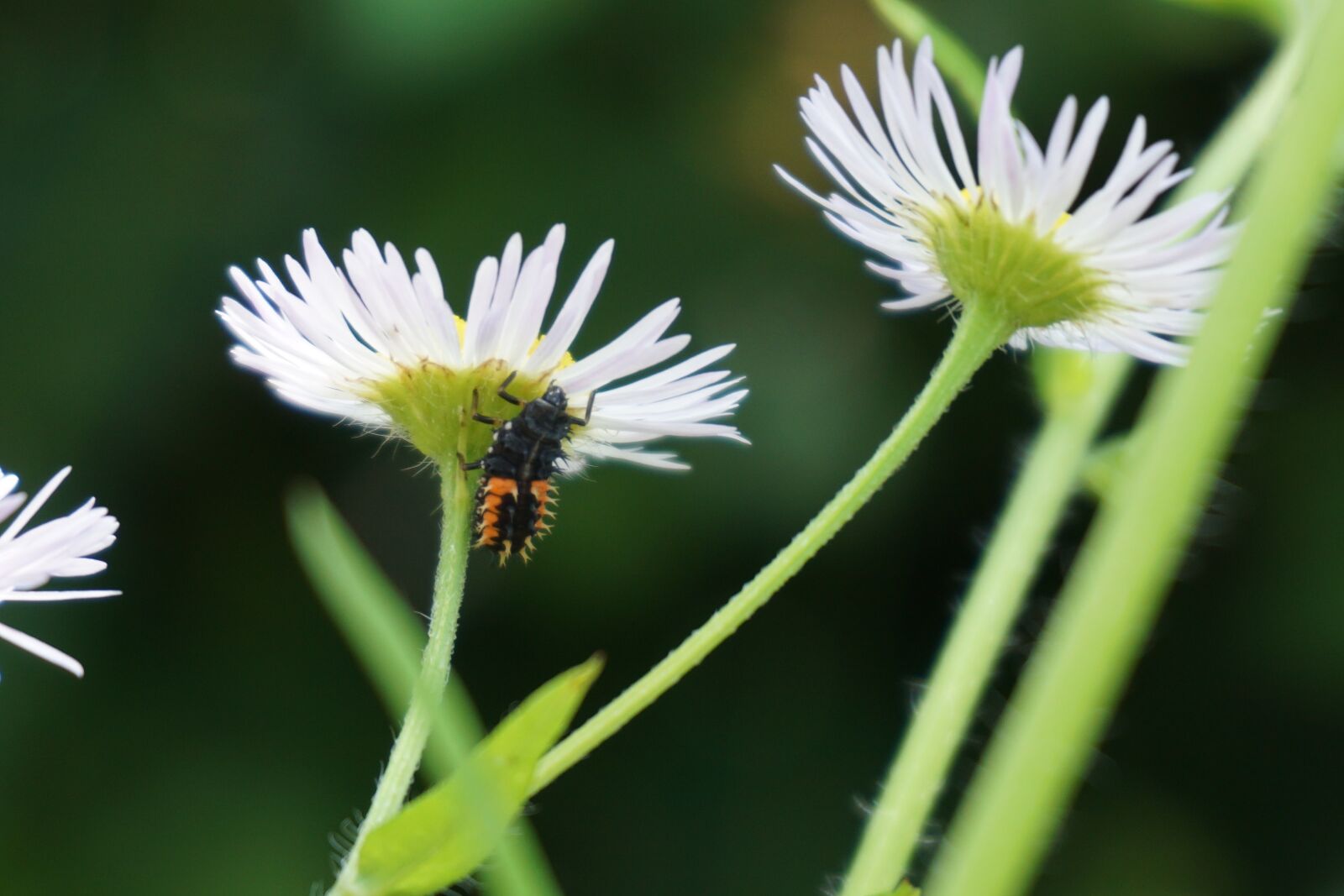 Sony a6000 sample photo. Daisy, insect, beetle photography