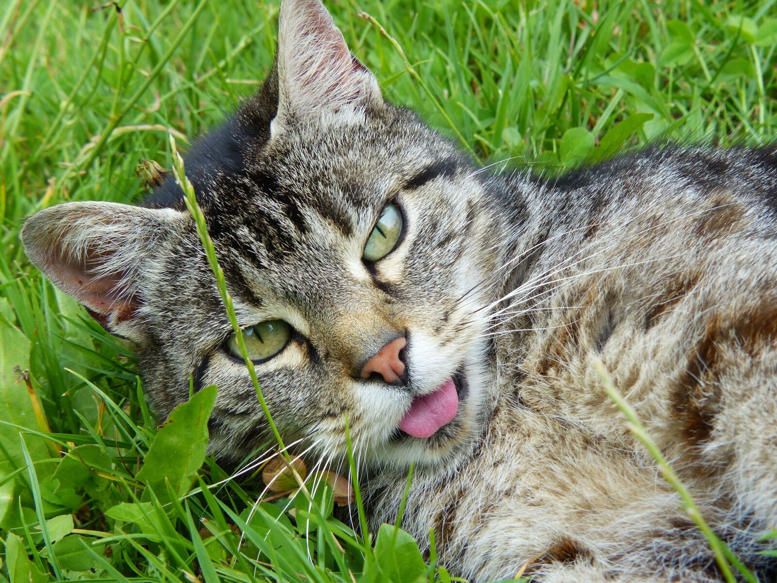 Panasonic Lumix DMC-FZ200 sample photo. Cat, striped, mackerel photography