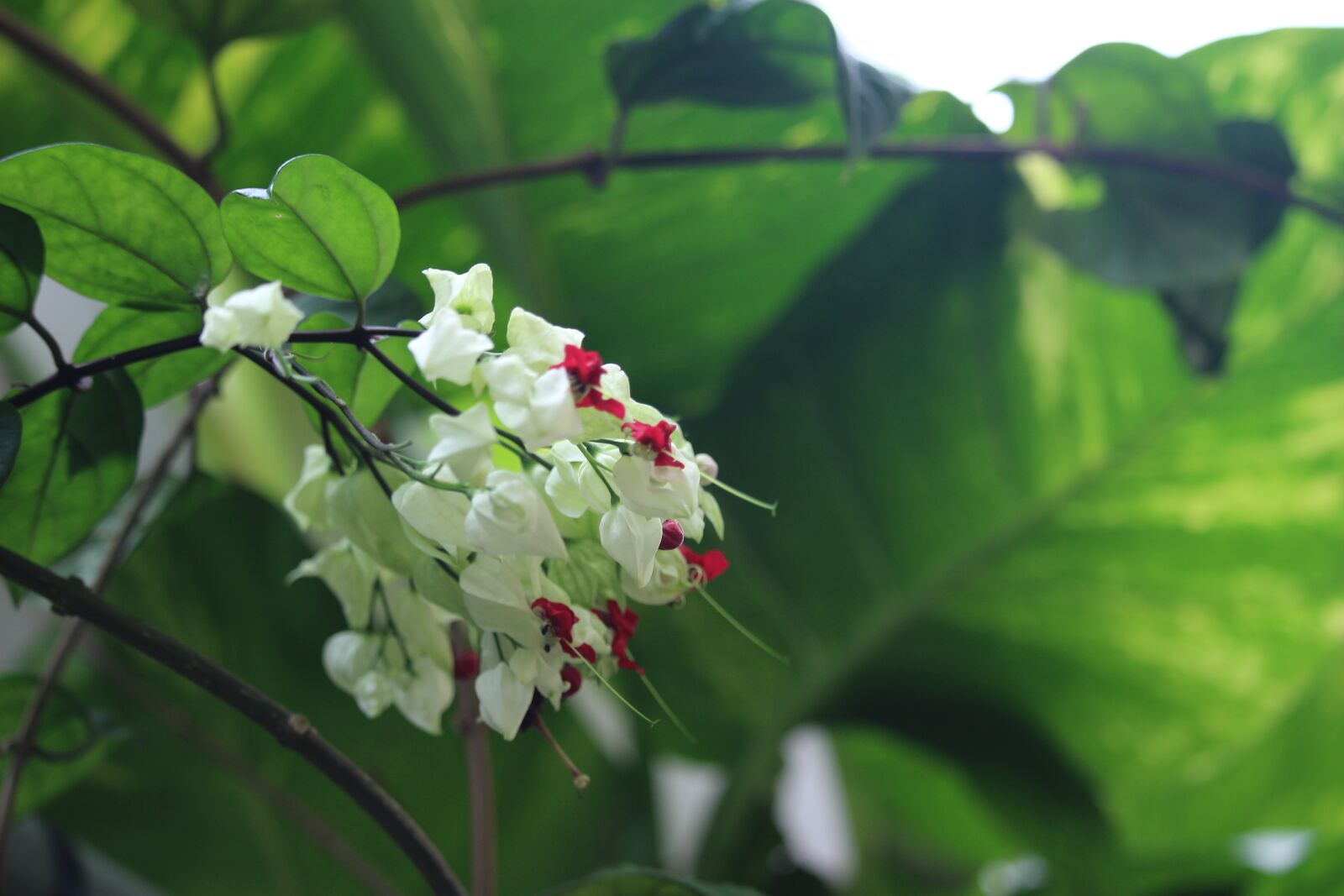 Canon EOS 100D (EOS Rebel SL1 / EOS Kiss X7) sample photo. White, female, flower photography