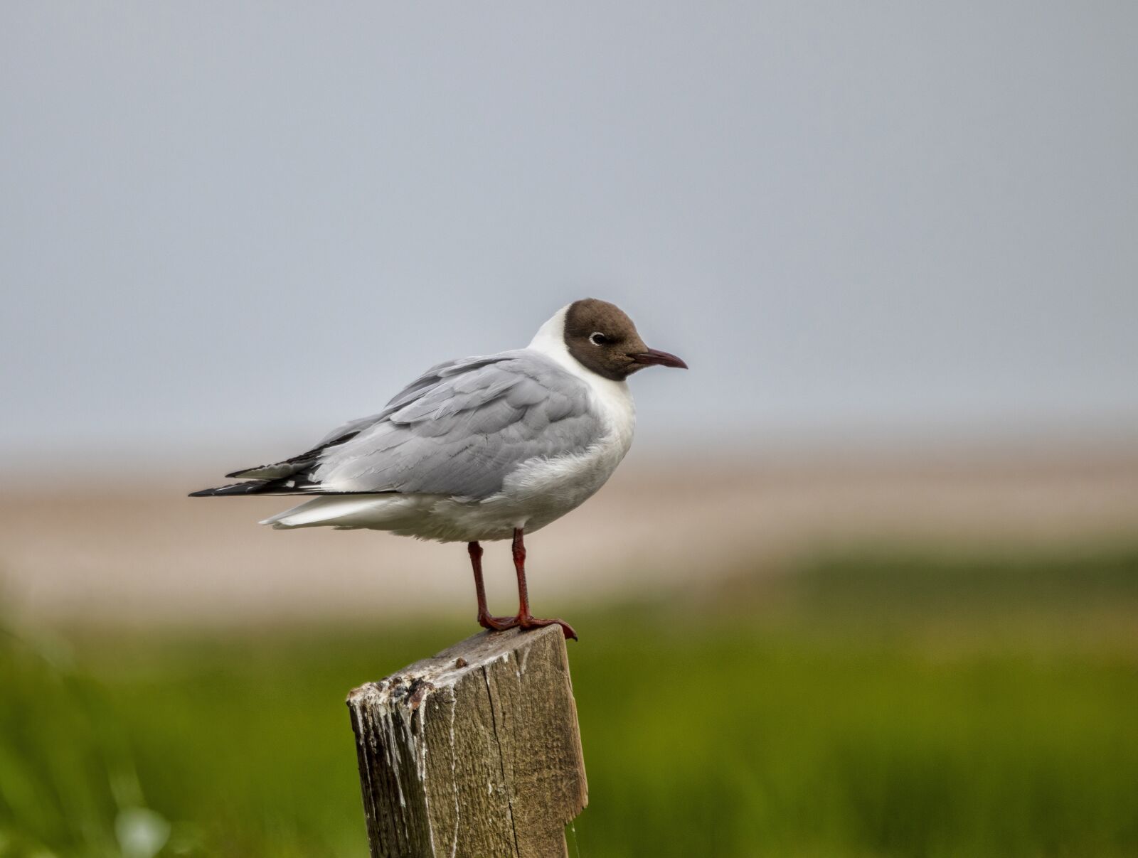 Canon EOS 800D (EOS Rebel T7i / EOS Kiss X9i) sample photo. Black-headed-gull, bird, sea photography