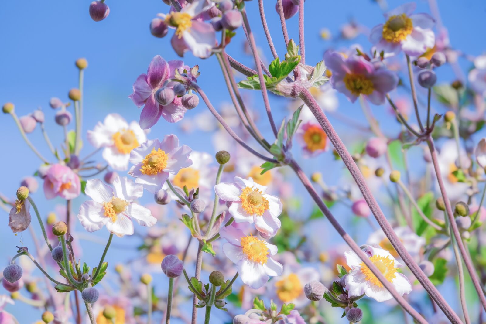 Fujifilm XF 55-200mm F3.5-4.8 R LM OIS sample photo. Blossom, bloom, pink photography