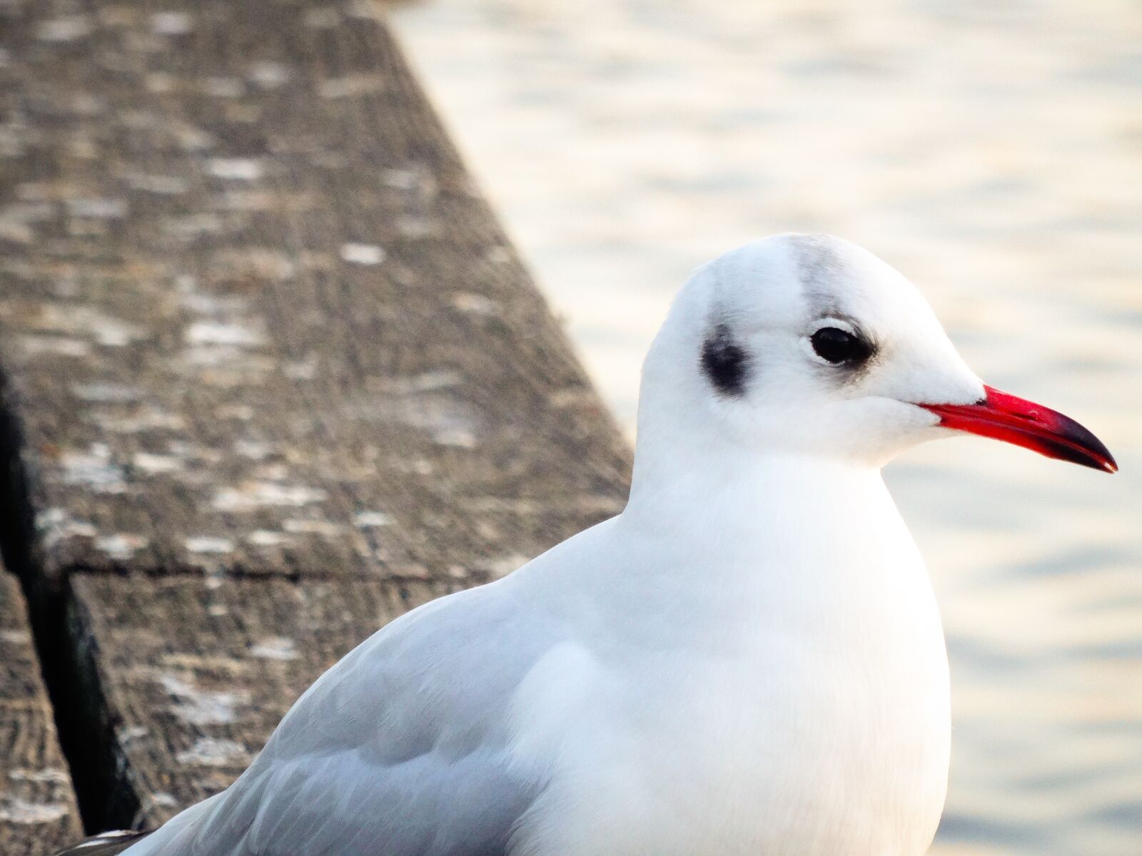 Sony Cyber-shot DSC-HX50V sample photo. Seagull, bird, nature photography