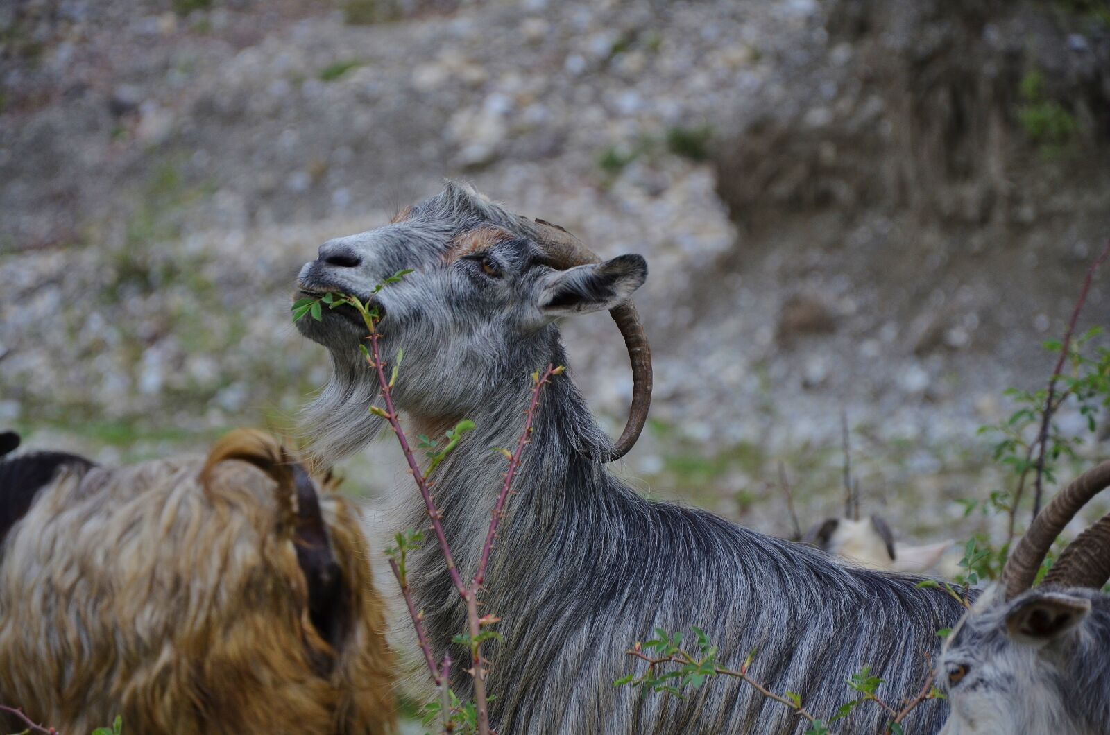 Nikon D7000 sample photo. Goat, goats, animal photography