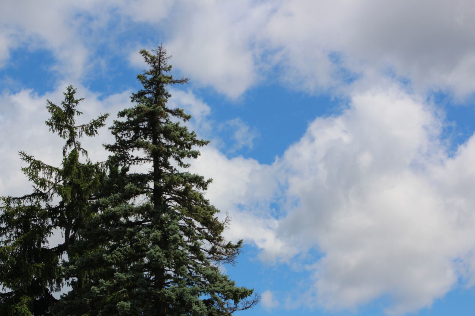 Canon EOS 700D (EOS Rebel T5i / EOS Kiss X7i) + Canon EF75-300mm f/4-5.6 sample photo. Nature, blue sky, clouds photography